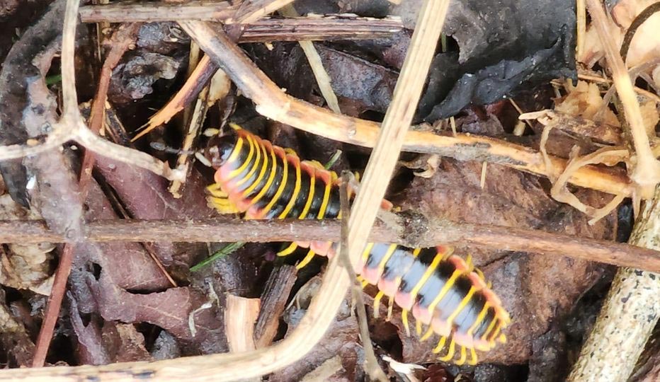 Yellow, pink, and black millipede 
