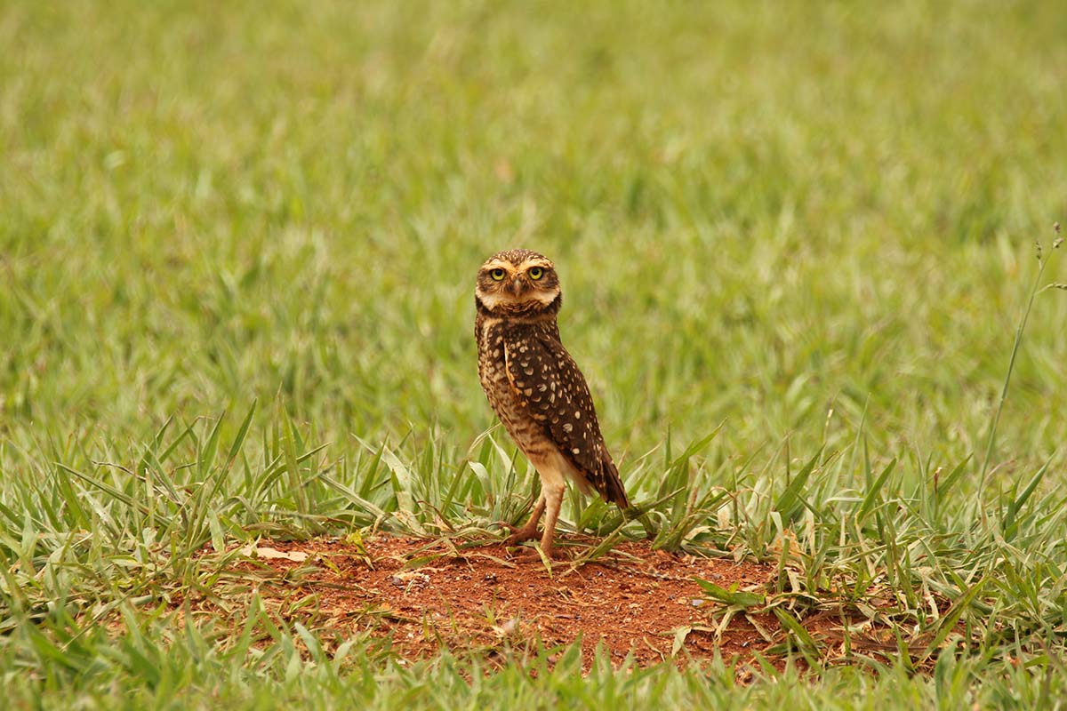 A burrowing owl standing vigilantly at the entrance to its burrow.