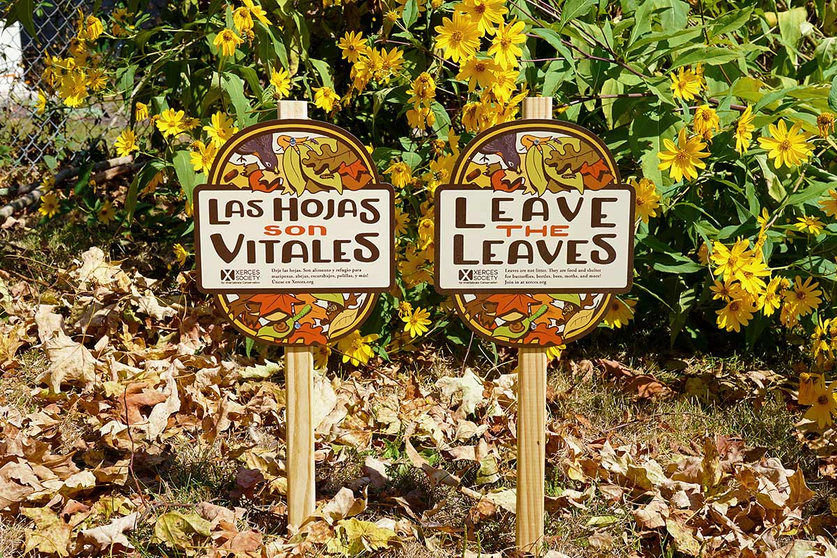 Xerces yard signs in front of a home garden, with fallen leaves on the ground. One reads "Leave the Leaves", while the second, in Spanish, reads "Las Hojas son Vitales".