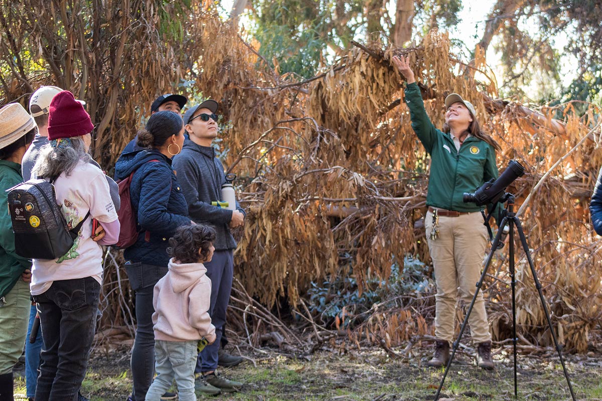 A regional parks employee at a monarch sanctuary, standing next to a spotting scope and pointing out clusters of monarchs to visitors.