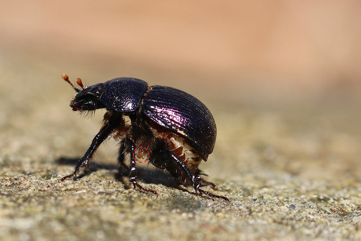 A close up of a dung beetle from the side, showing that a small mite is holding onto one of the beetle’s legs.