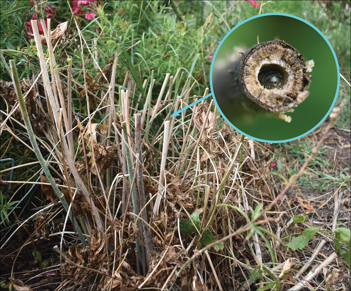 There is a cluster of hollow stemmed plants that have been cut to expose the open centers. In the upper right corner, there is a call out bubble that shows a close up of a hollow stem with a bee inside. 