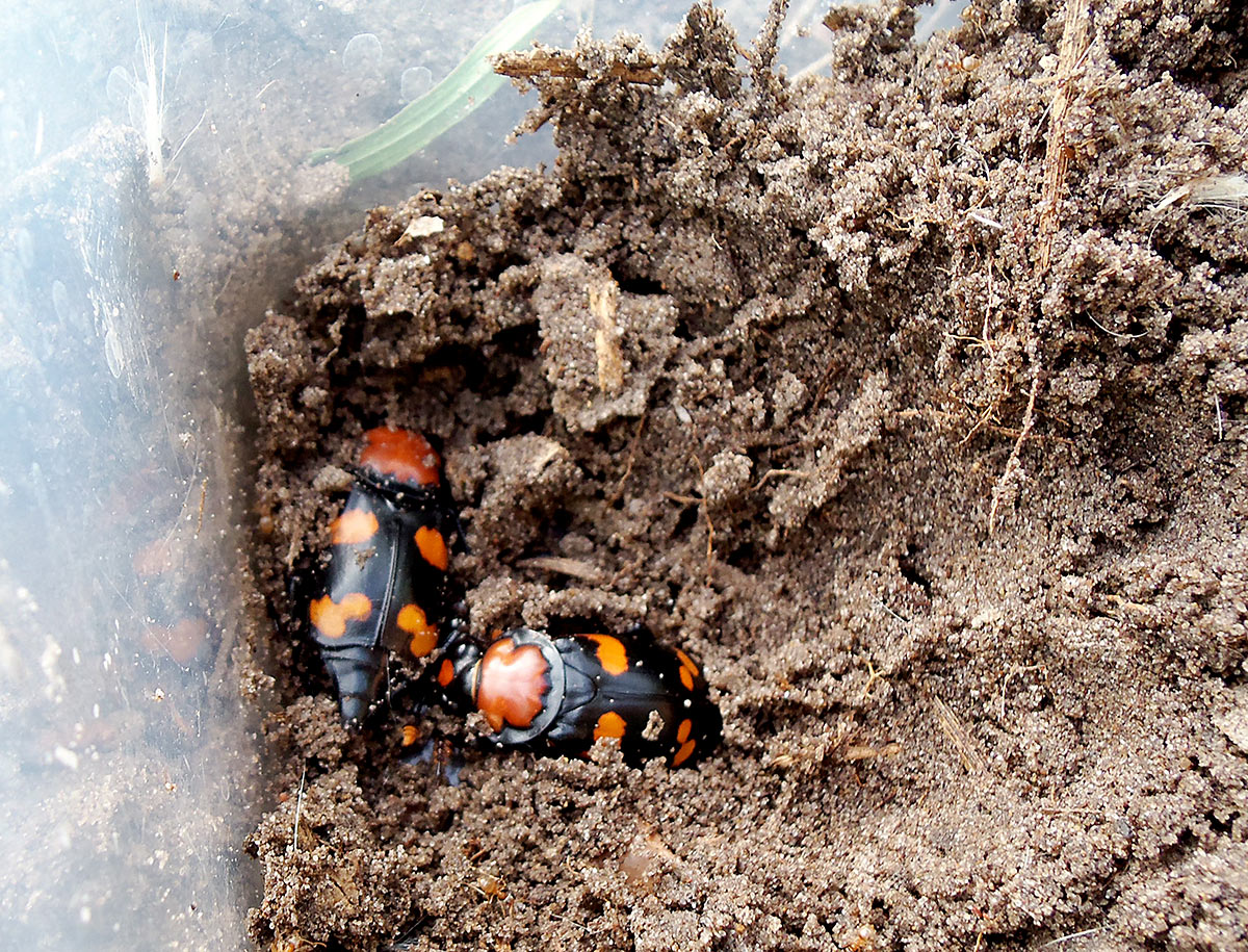 Two American Burying Beetles in dirt in a container 