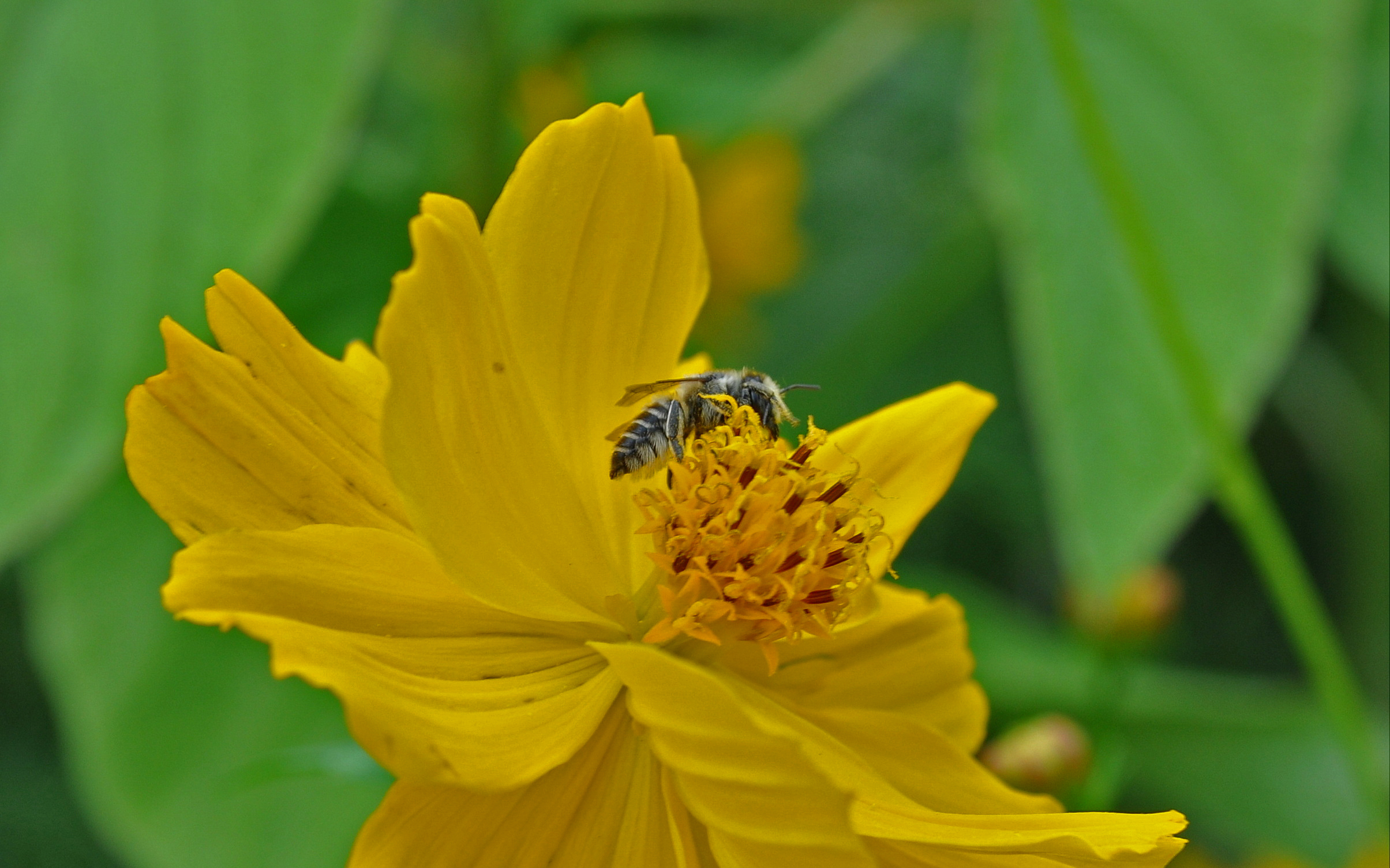 A small, dark-colored bee gathers nectar from the middle of a yellow flower