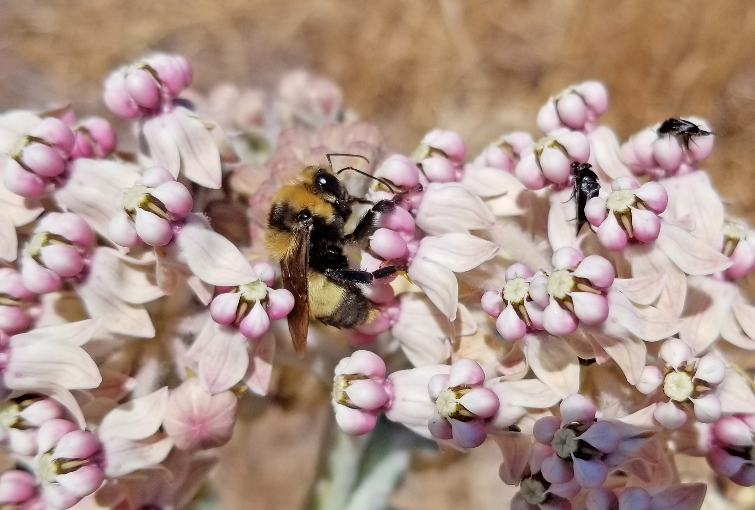 A yellow and black bumble bee drinks nectar from pale pink flowers of milkweed