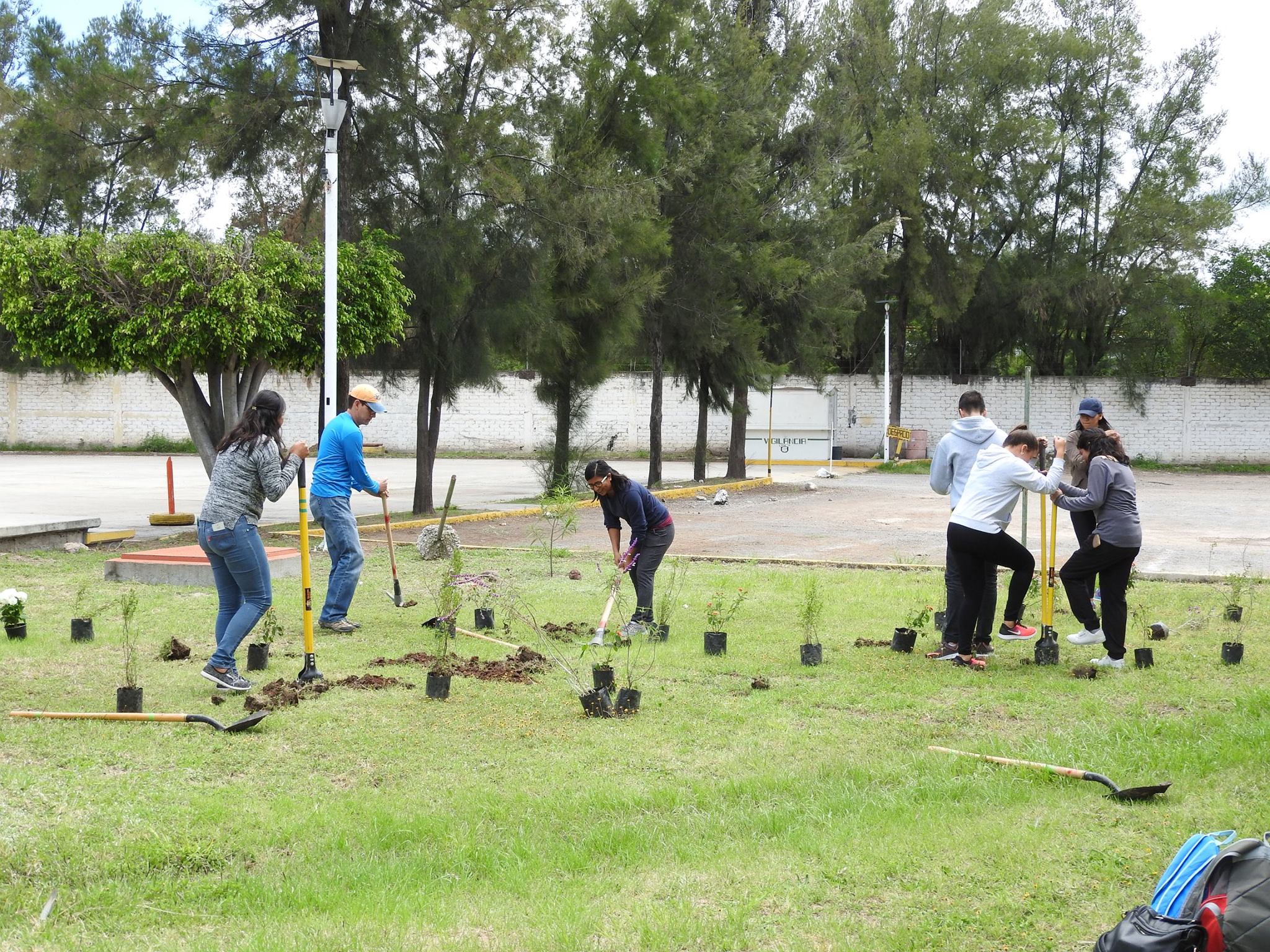 A group of college students are working to plant pot-grown shrubs and wildflowers to transform an area of grass into pollinator habitat