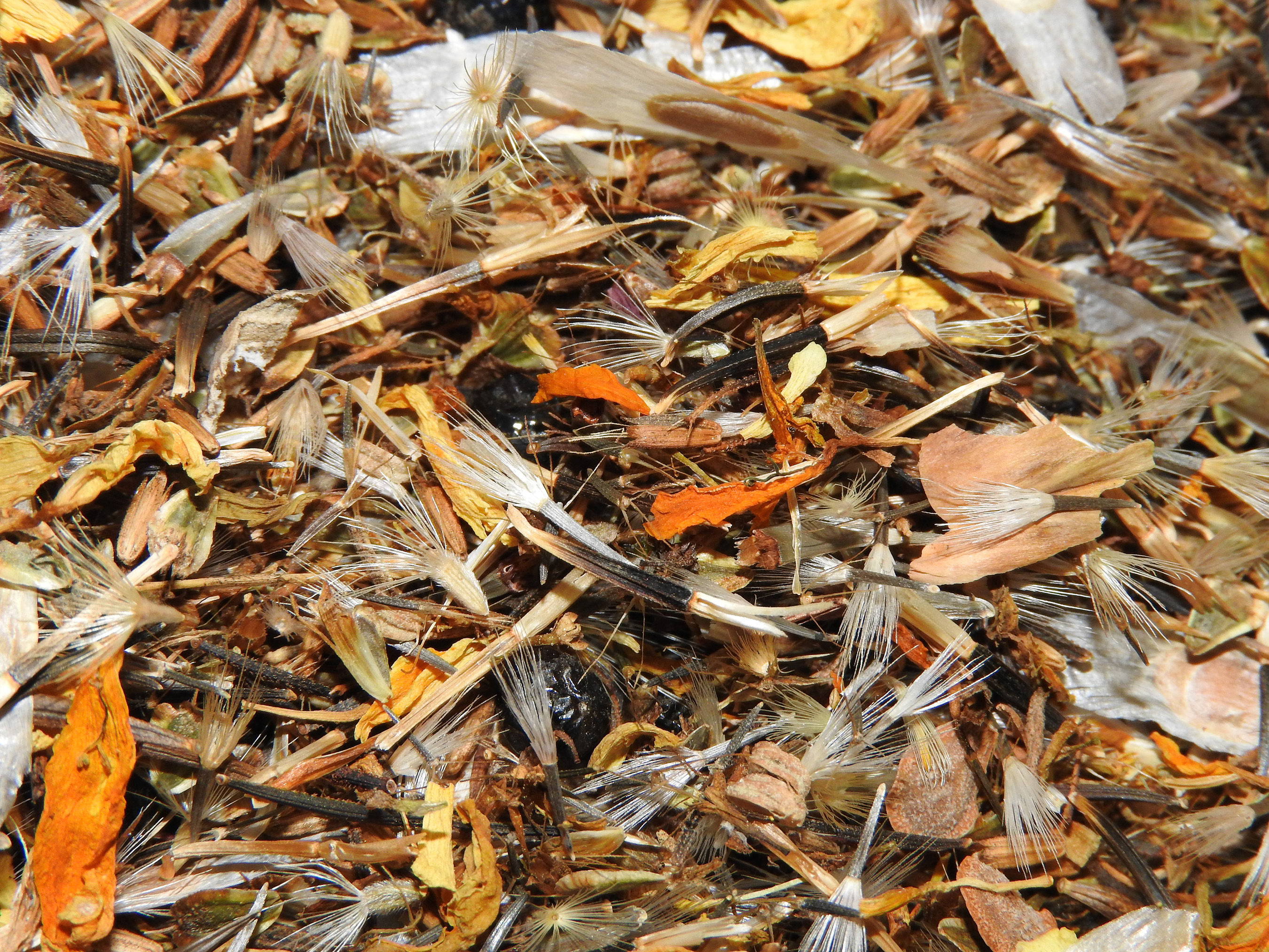 A mixture of wildflower seeds. Some are orange, some yellow, others in various shades of brown from pale to dark.