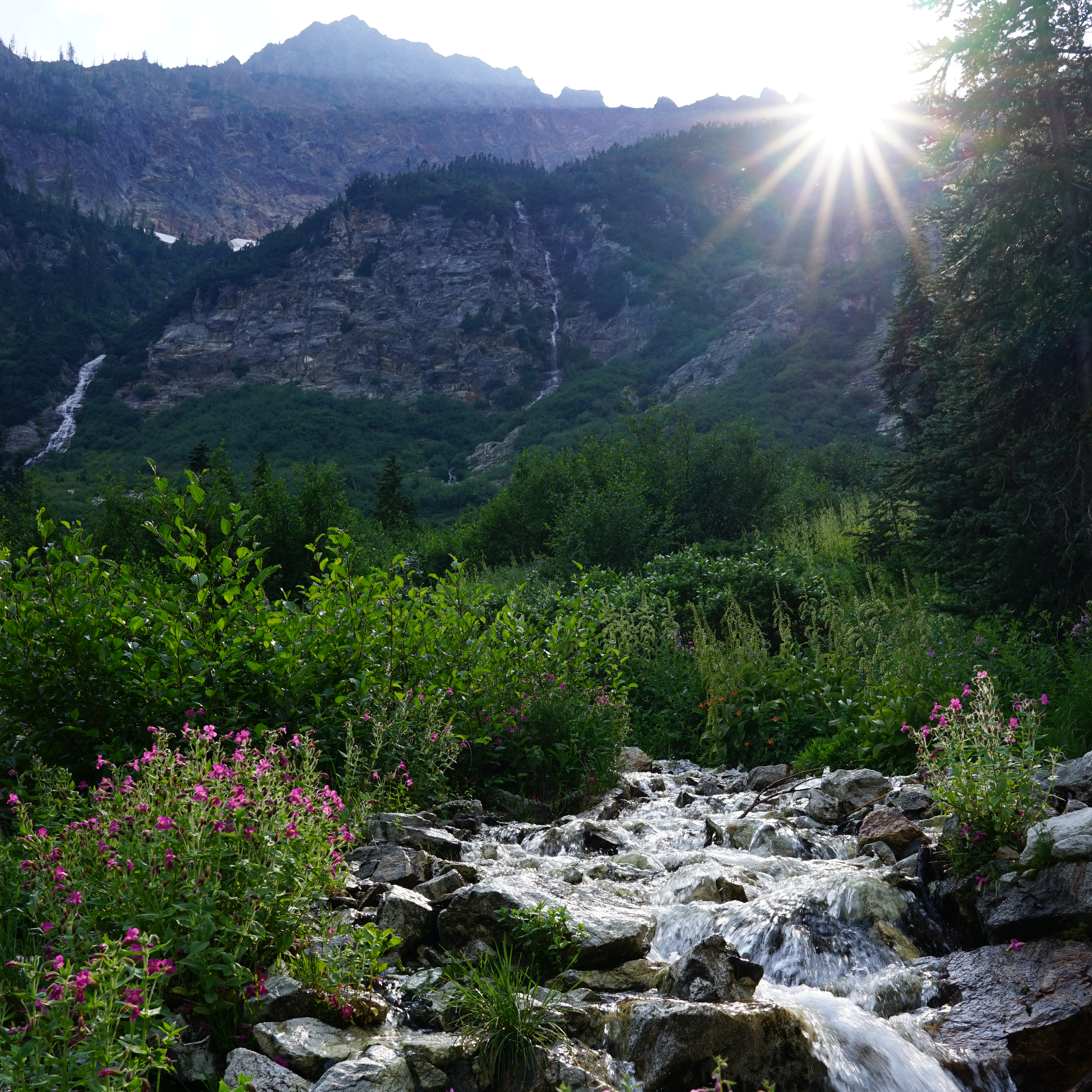 A mountain stream filled with boulders and white water is framed by flowering plants.