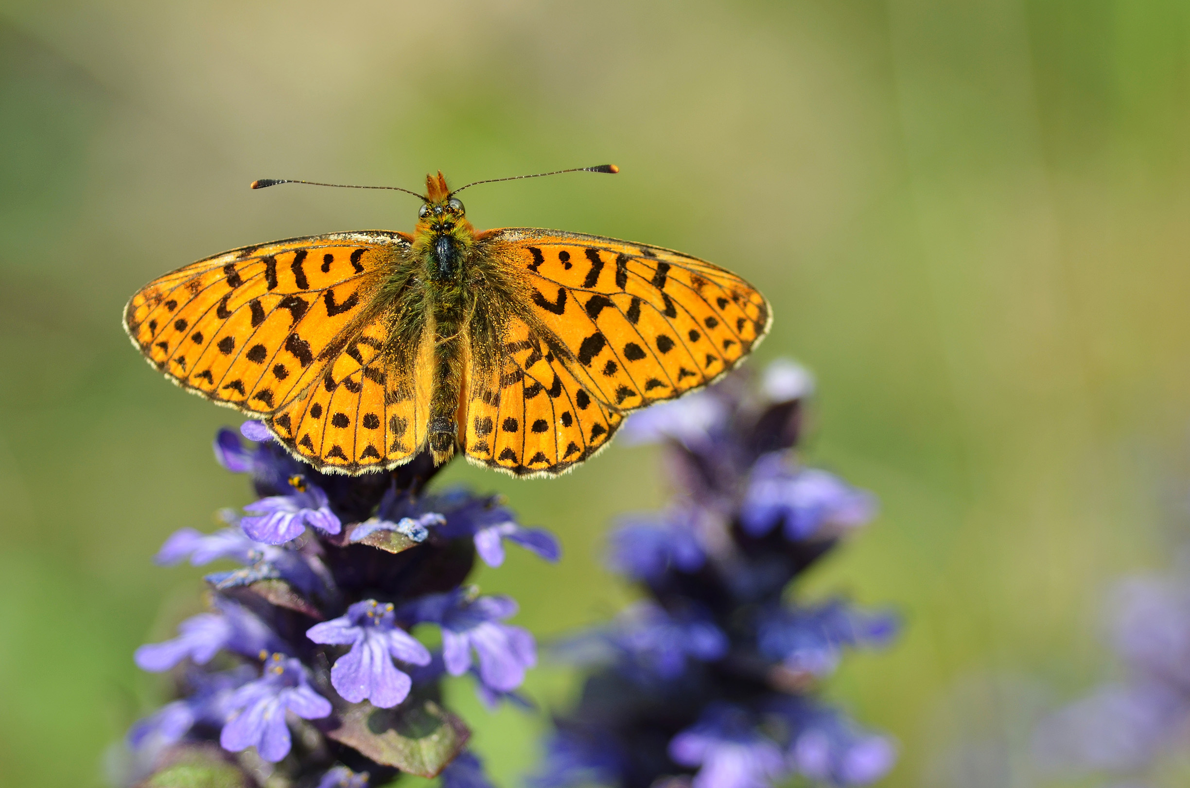 An orange butterfly basking with wings wide open on the top of a purple flower spike.