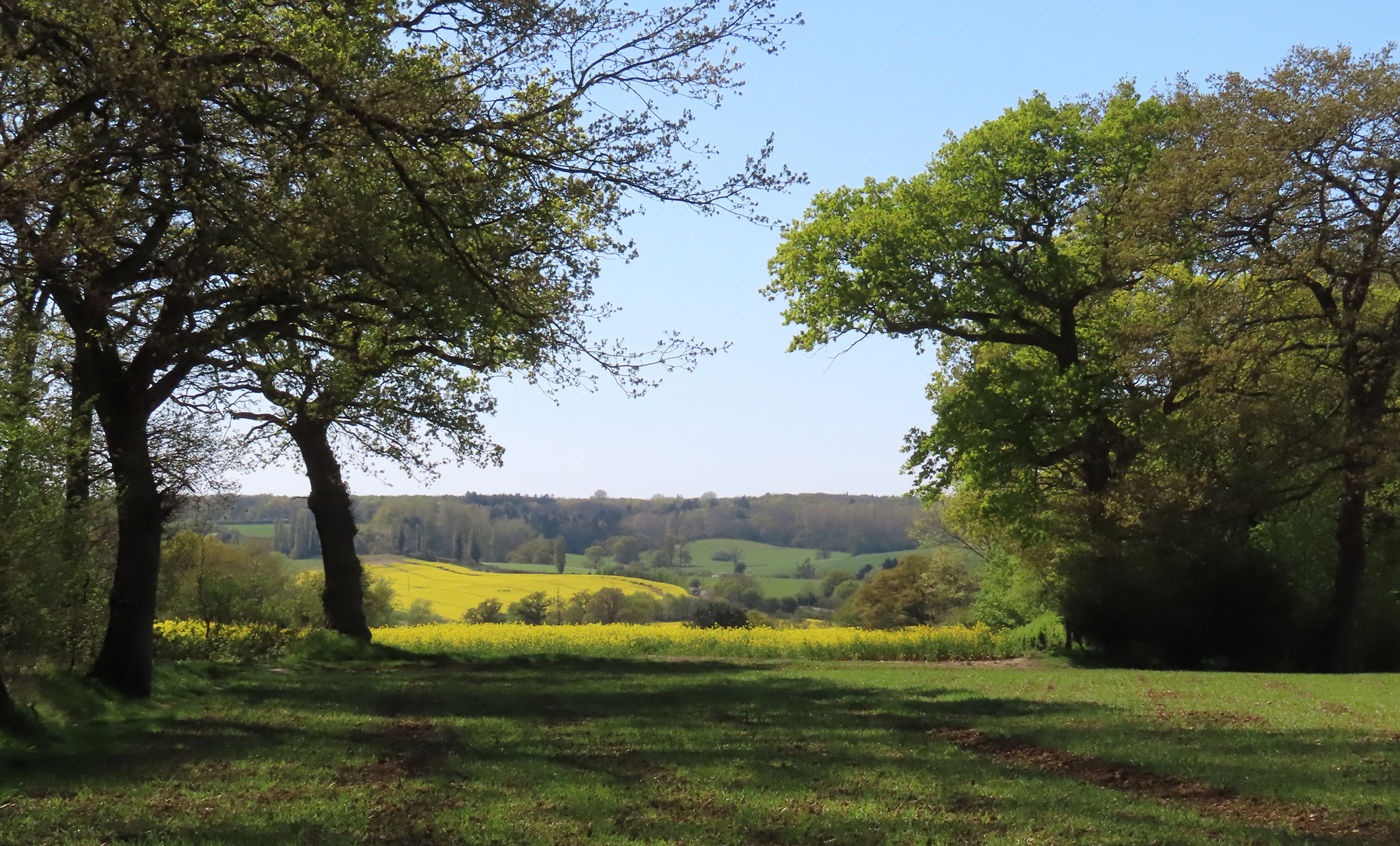The English countryside is a patchwork of woodlands and farm fields edged by hedgerows.