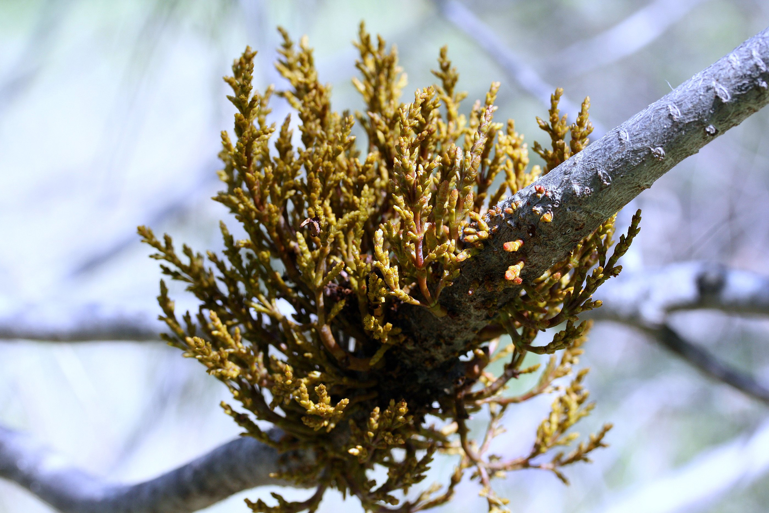 Mistletoe is an unusual-looking plant, a massed tangle of irregularly-shaped, brown stems.