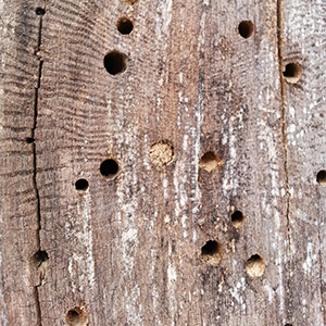 A dead tree with many different sized holes in, each a nest for a different insect; some holes are capped off with organic matter