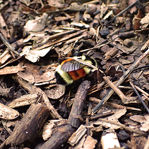A bumble bee queen gets ready to bury herself in leaf litter and other organic debris for the winter