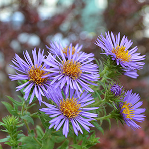 New England aster blooms, which are small flowers, but more beneficial to pollinators than big ornamental or introduced flowers