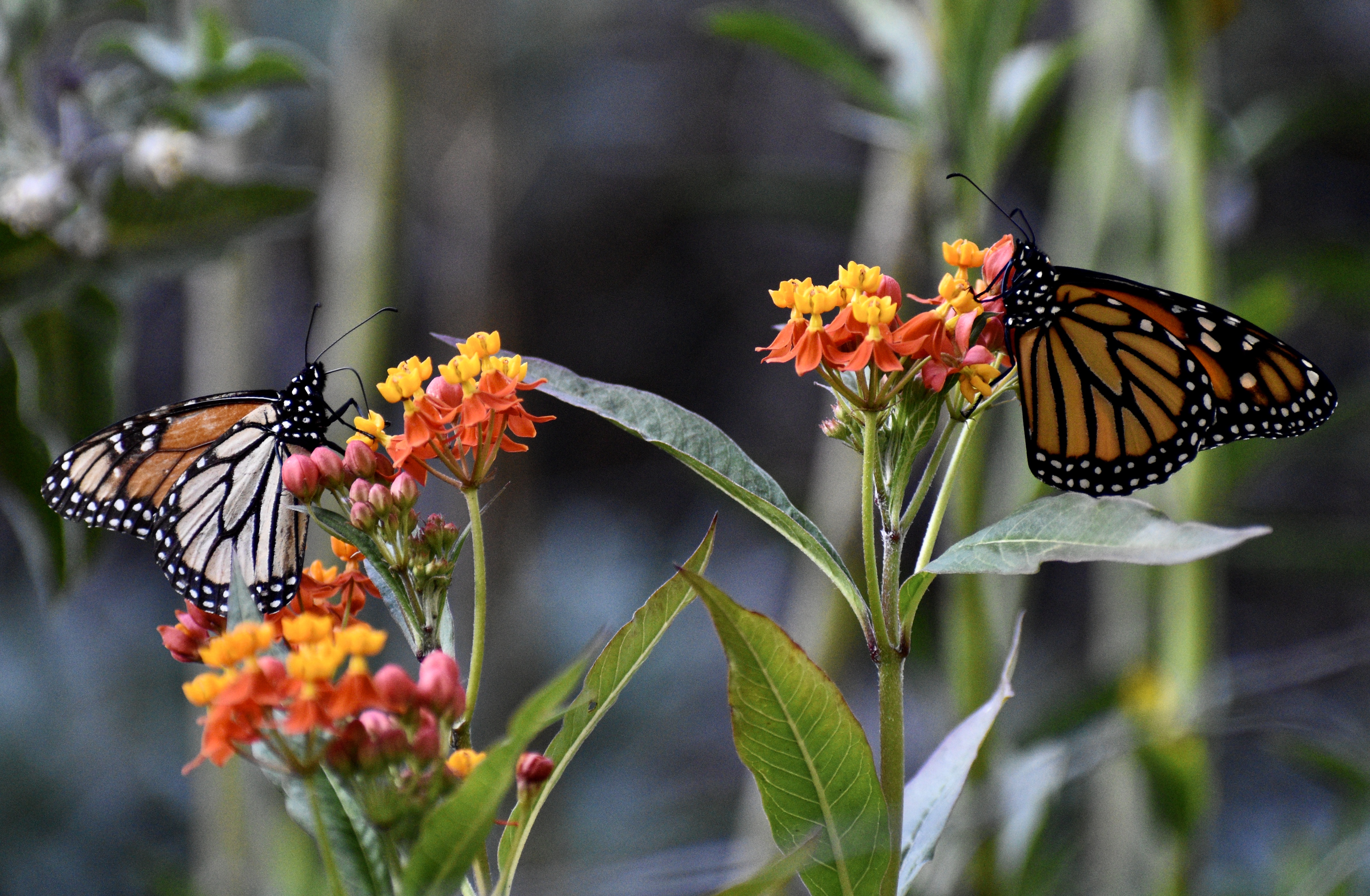 Two orange-and-black monarch butterflies drink nectar on yellow-and-red colored flowers. The flowers are tropical milkweed, a non-native plant that should not be grown to help monarchs.