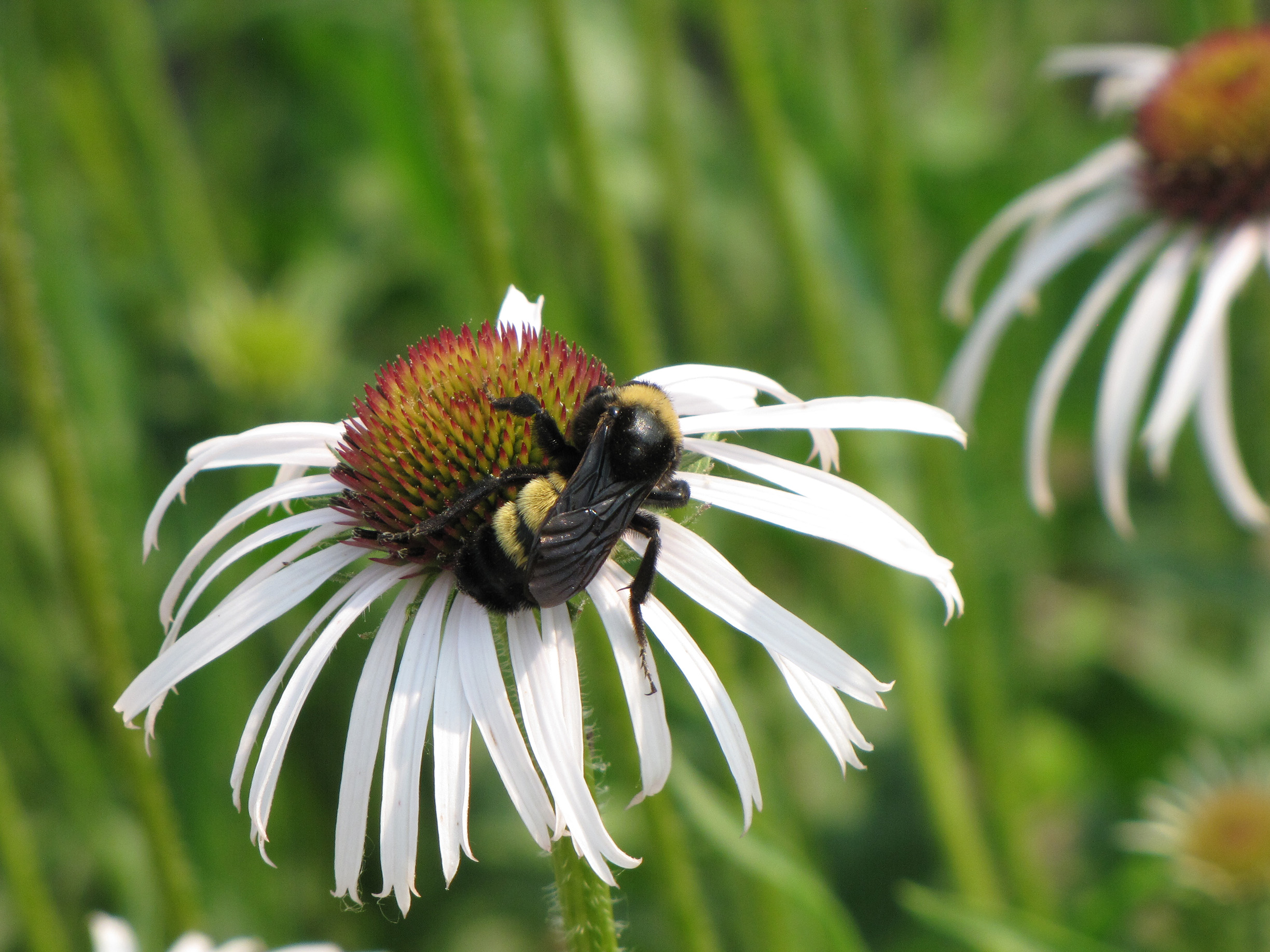 A large, hairy yellow and black striped bumble bee forages for nectar on a red and pale purple flower