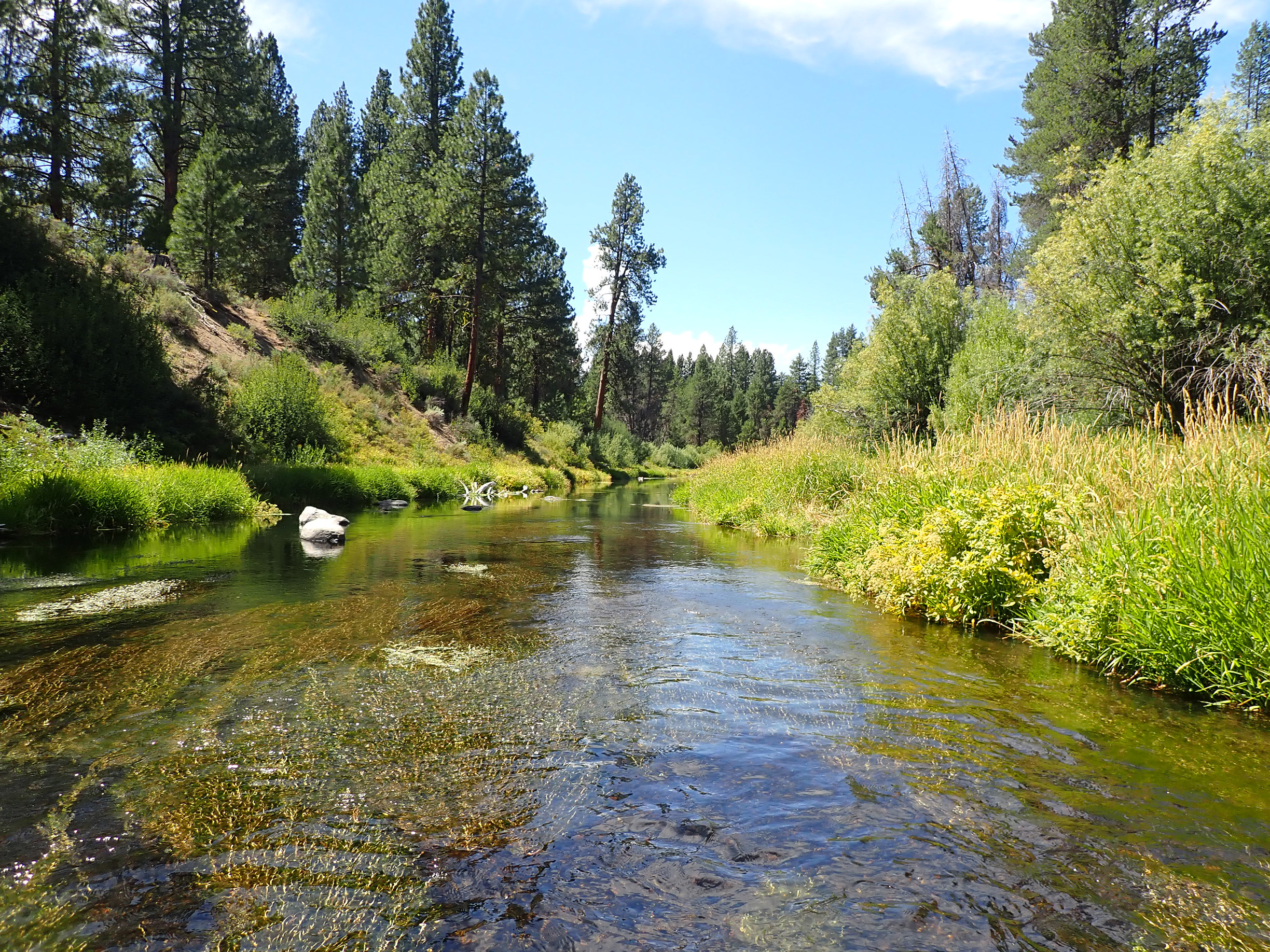 Beneath a blue sky, the clear waters of a river sparkle as it flows past pine trees