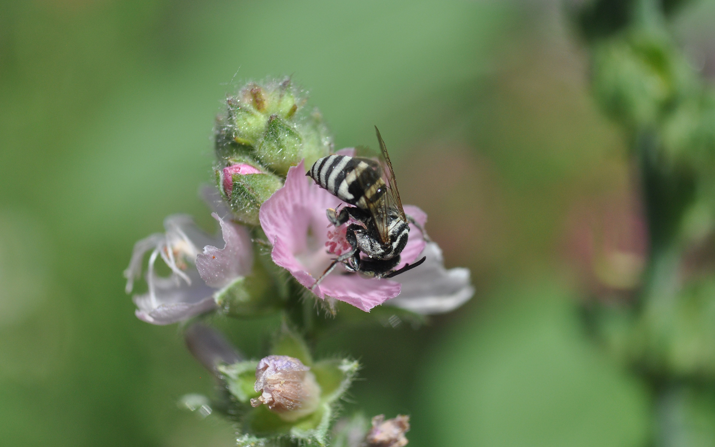 A small black-and-white striped bee is curled over with its head in a pink flower to reach the nectar