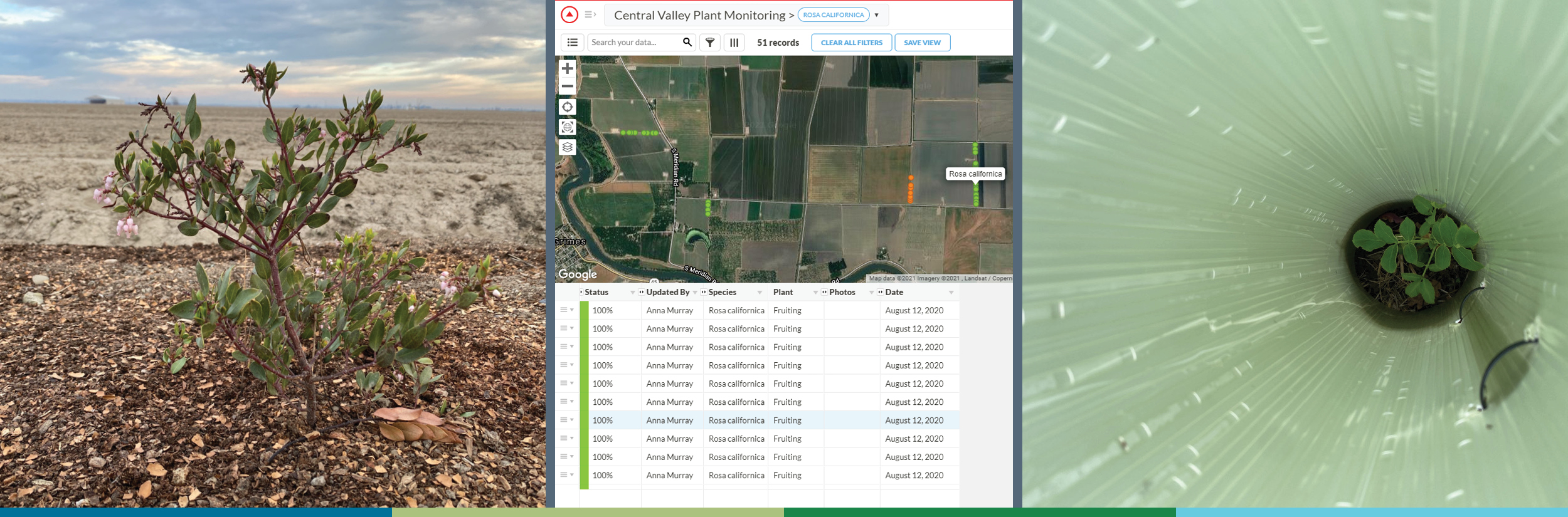A trio of images shows a green-leaved shrub, a computer screen with lines of data, and a tiny green bush growing inside a protective tube shelter