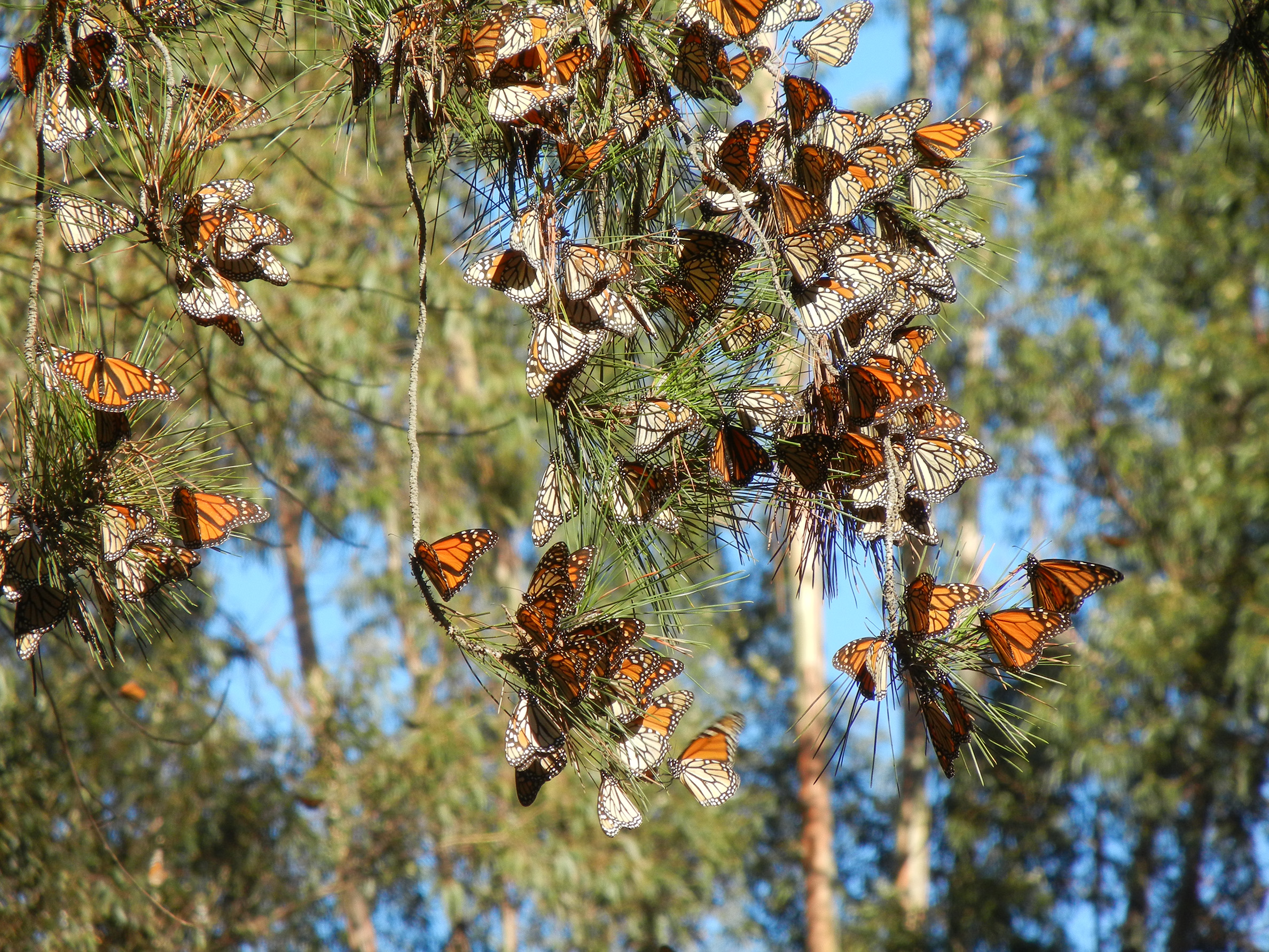 A cluster of several dozen orange-and-black monarch butterflies rest on the branches of a pine tree