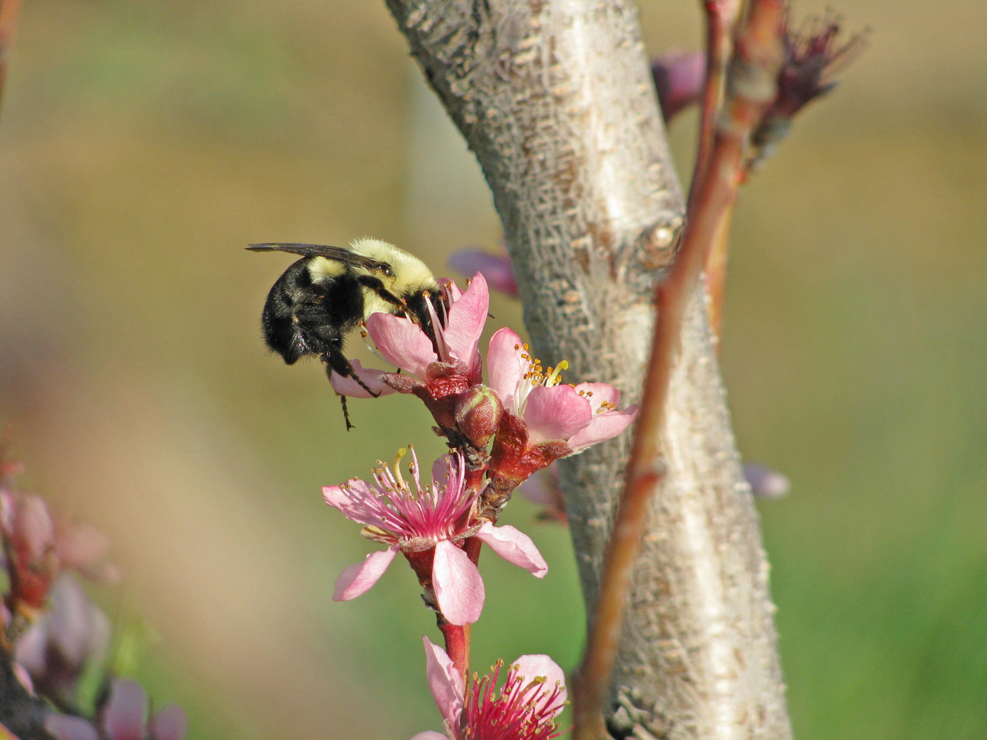 The black hairs that cover the rear segments of this yellow-and-black bumble bee shine in the sunshine as it forages on a pink flower