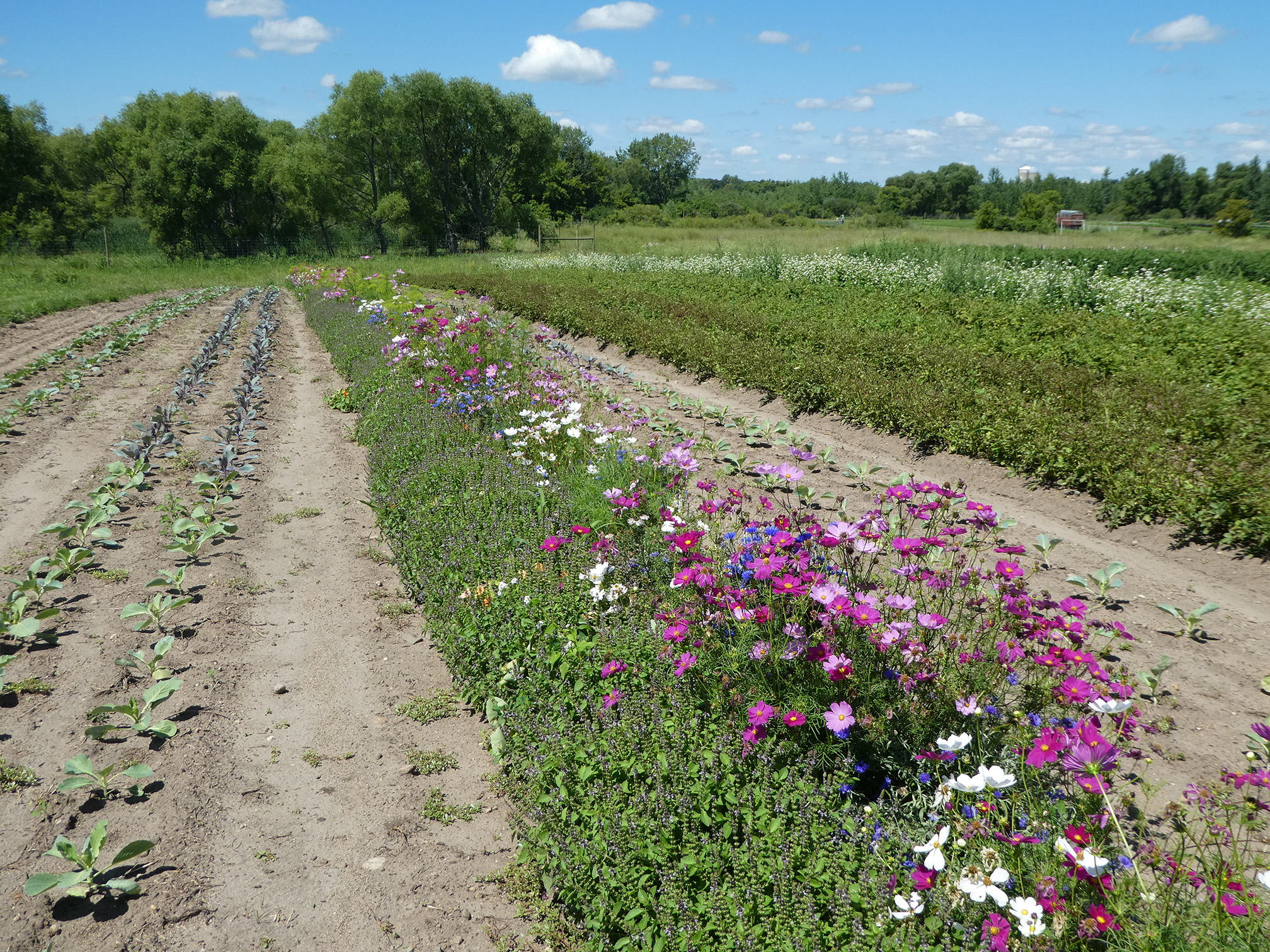 Row of vegetable plants grow in narrow strips in the brown soil either side of a strip of white, pink, and blue flowers. In the background are trees