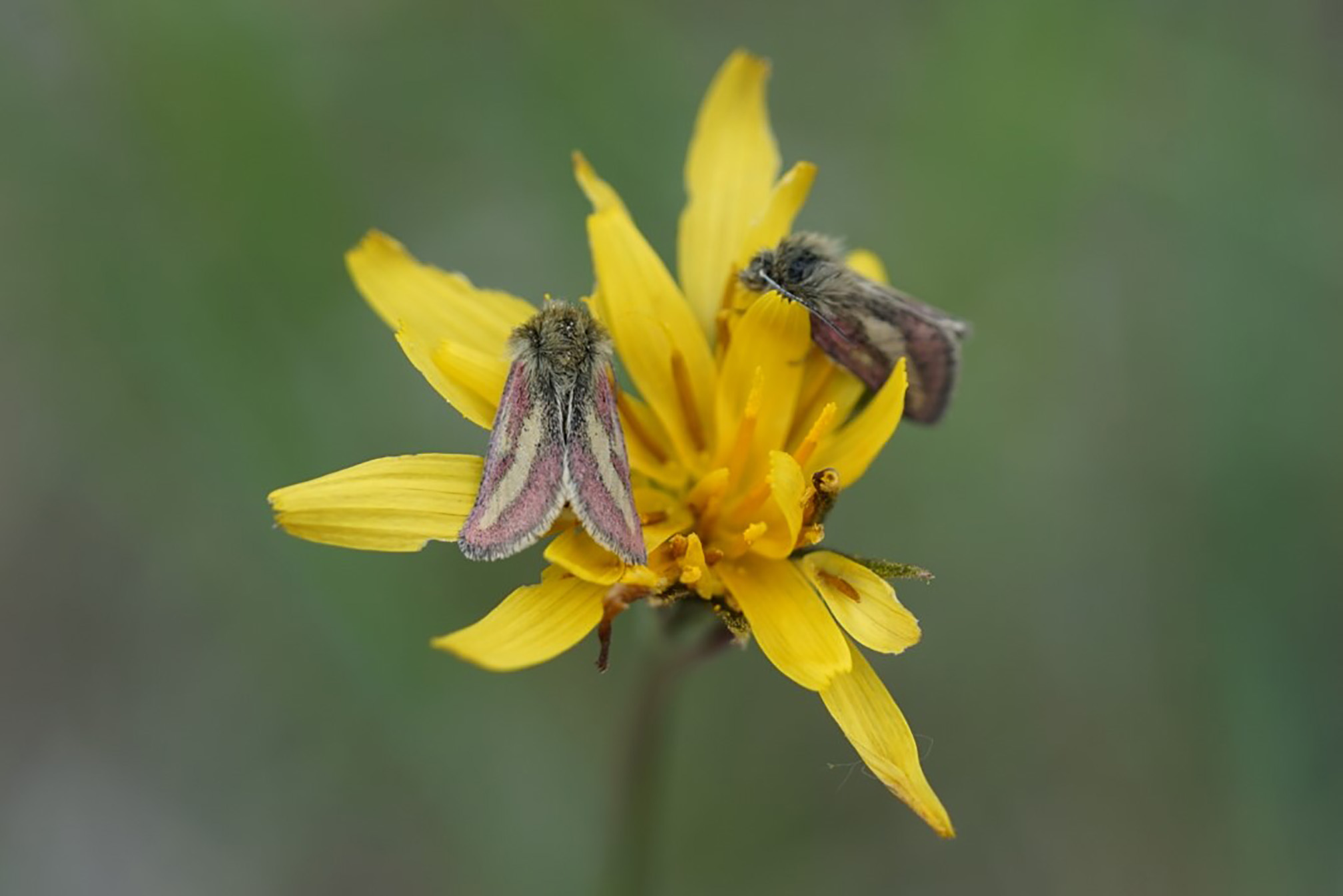 Two moths with pink and brown wings and very hairy, pale brown bodies drink nectar from a yellow flower