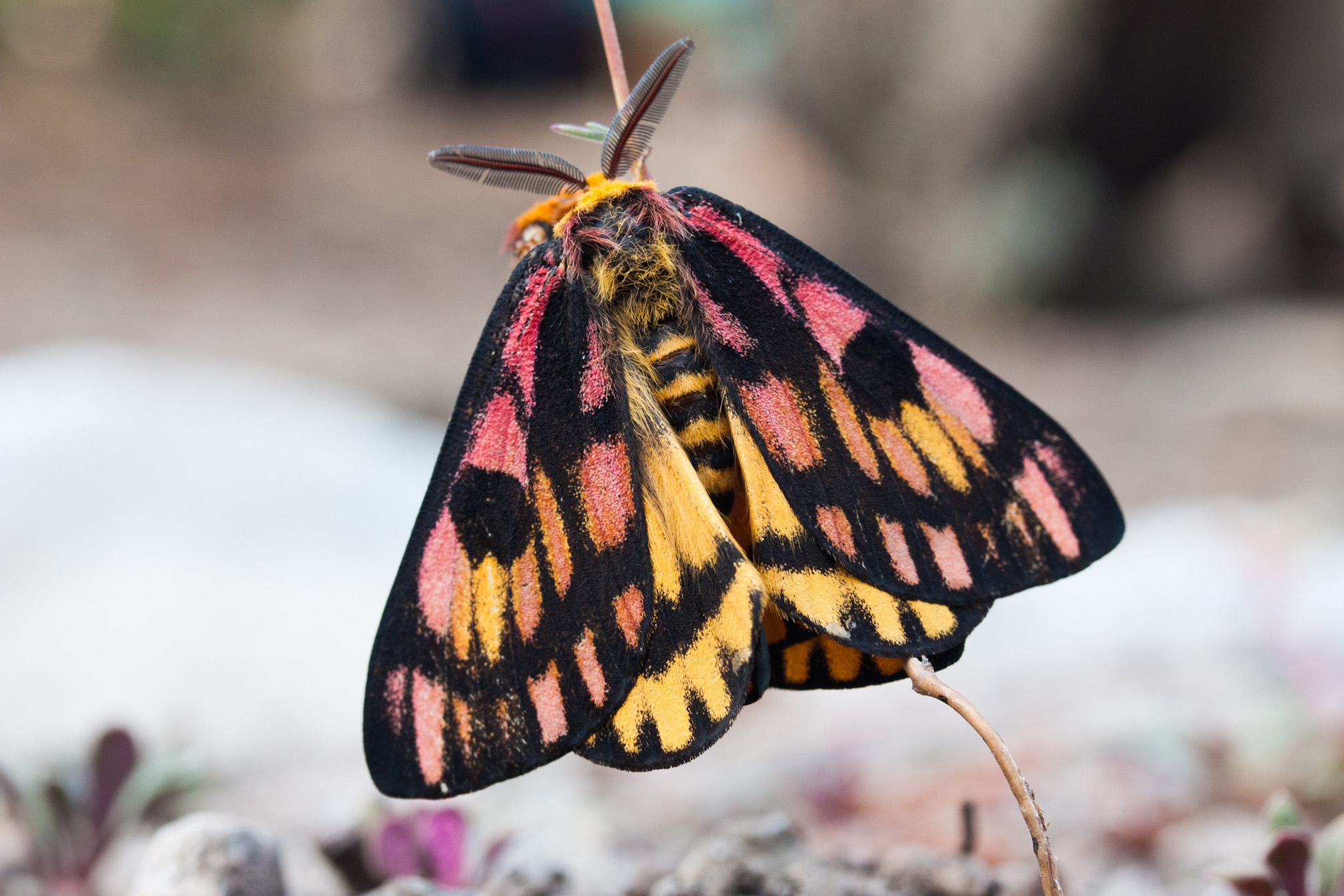 A large moth rests on a brown stem. The moth has pink and yellow wings that are patterned with bold black markings.