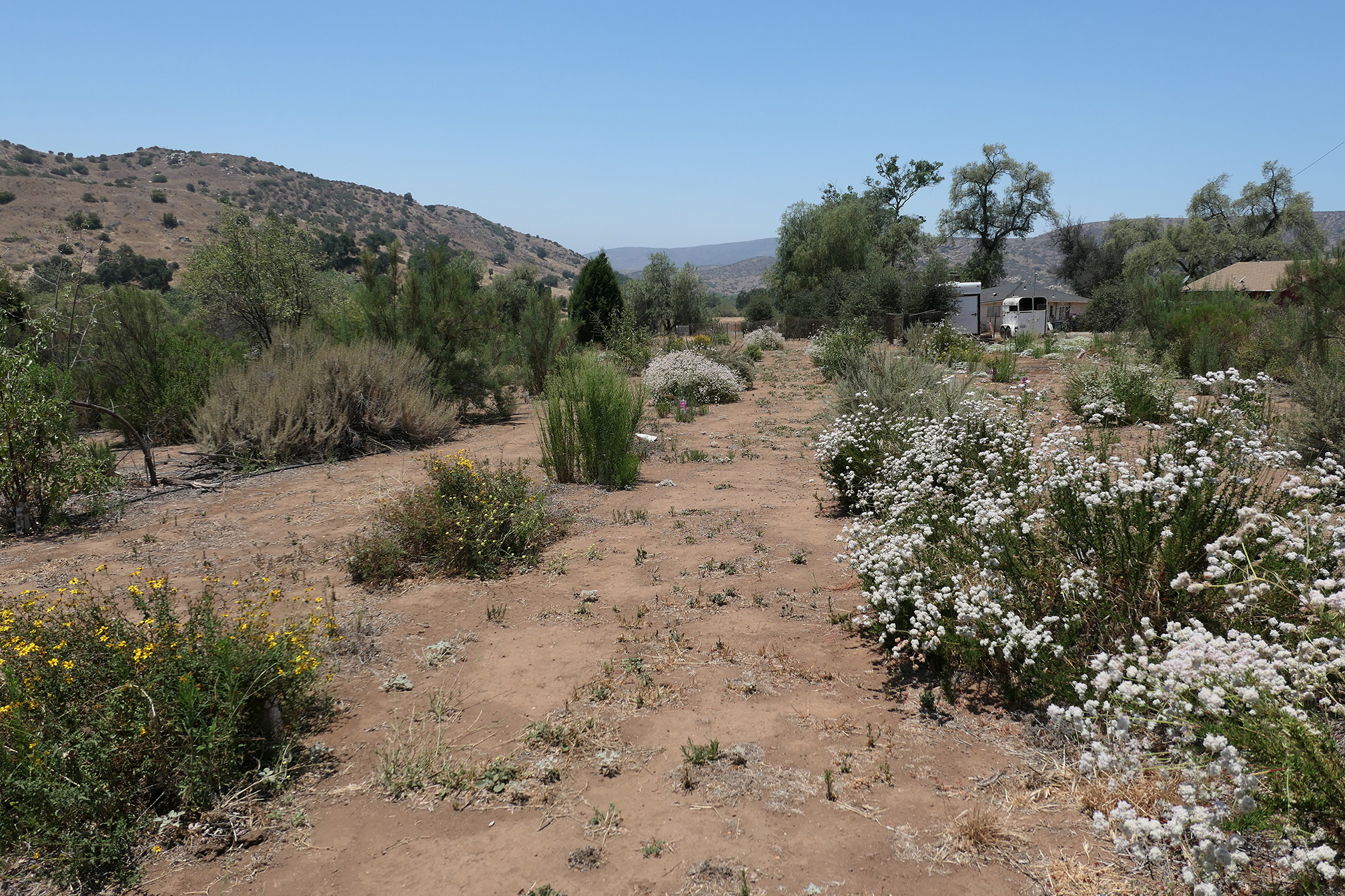 A photo of a desert landscape. In the background, brown hills dotted with green shrbs rise toward the blue sky. In the foreground, flowers are in bloom. A row of low shrubs coverd in white flowers stretches away from the viewer toward a clump of short trees.