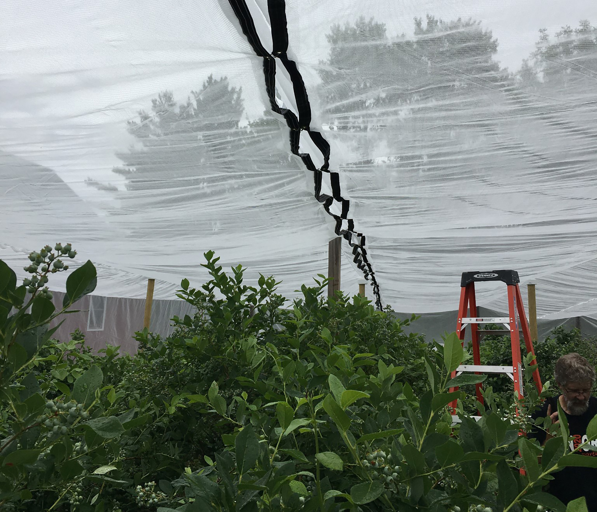 A view inside a large cage made of very fine, white-colored netting. The netting is held up by wooden posts and sags between the supports. Through the center of the photo is a black band, where two sheets of netting are being stitched together. The netting is protecting blueberry bushes, which have green leaves.