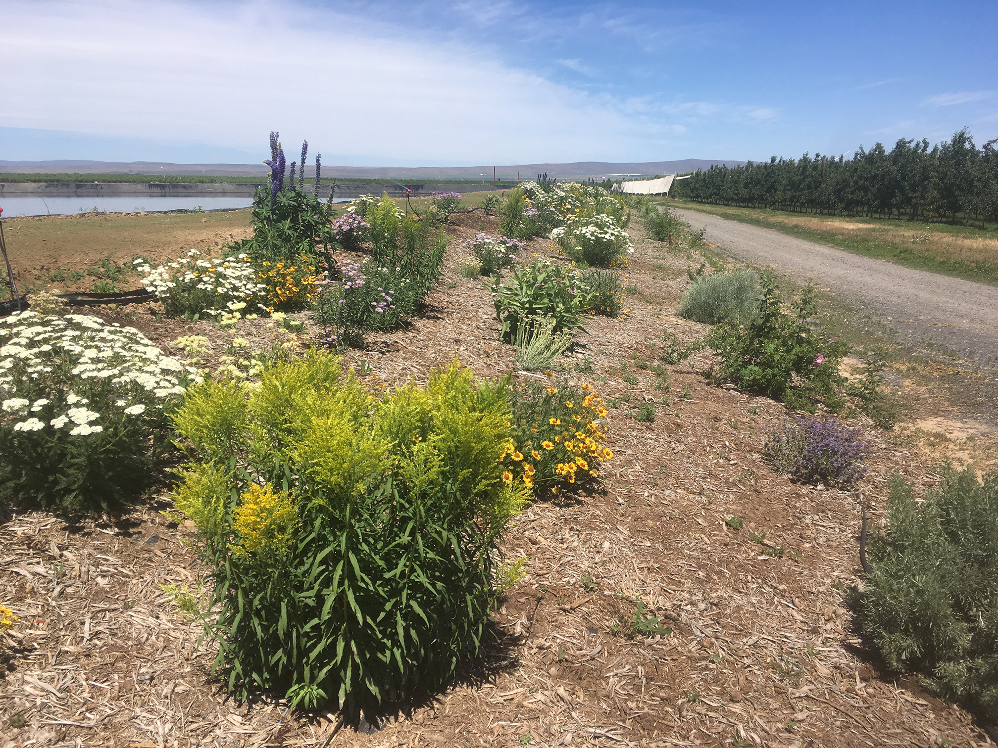 A photograph of a farm, looking along a recently planted hedgerow. The hedgerow has three rows of bushy plants that stretch into the distance. Many of the plants are in bloom, showing yellow, white, pink, and purple flowers. To the left is a pond, reflecting the blue sky. To the right is a gravel road and apple trees.