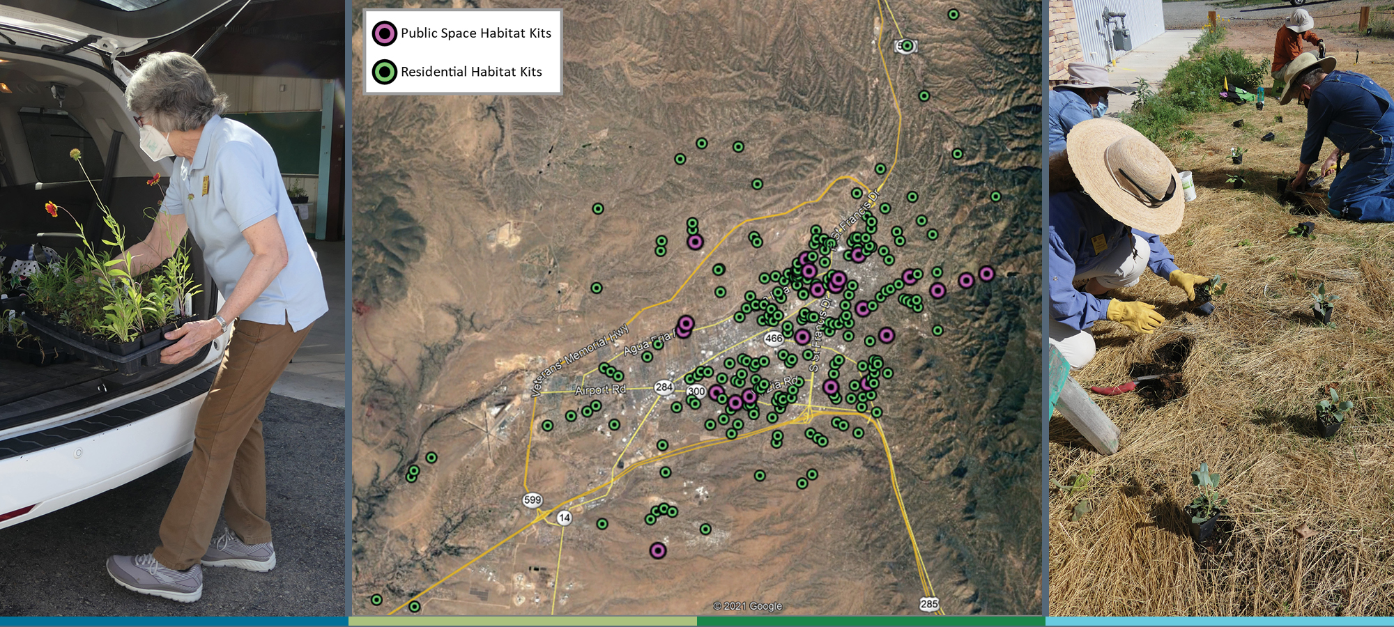 This photo is a composite with three images. One the left, a woman with graying hair and wearing a pale blue shirt and brown pants is placing a black tray of plants into the trunk of a white vehicle. In the center is a map that shows where the kits will be planted. Pink dots show where kits will be in public locations, green dots show the private gardens. On the right, three people kneel on the ground while planting flowers. They are all wearing wide-brimmed hats; two are wearing blue shorts, one a red shirt.