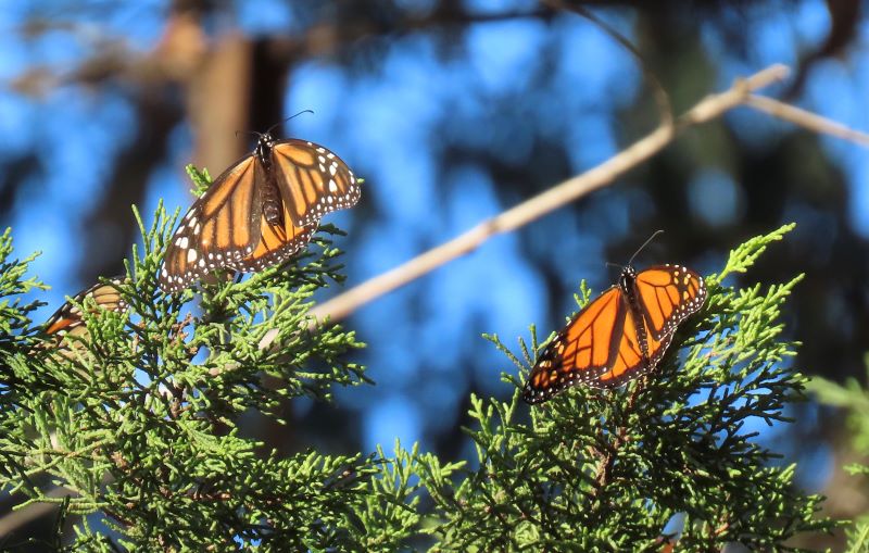 A male and female monarch rest on a branch in the sun in Santa Cruz (c. Diana Magor)