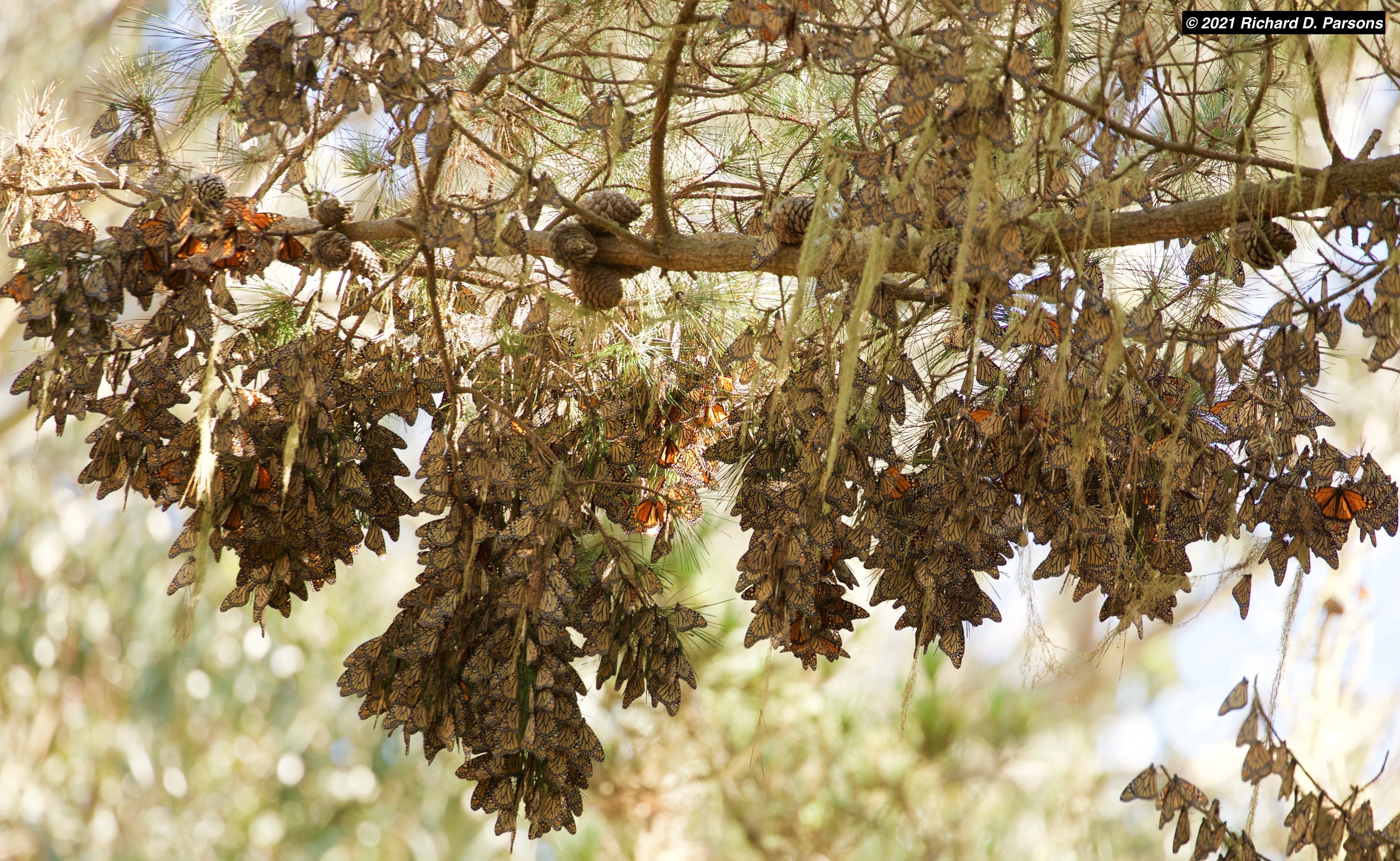 "Monarchs at the Pacific Grove Butterfly Sanctuary in Pacific Grove, CA."