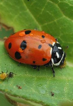 Convergent lady beetle eating aphids