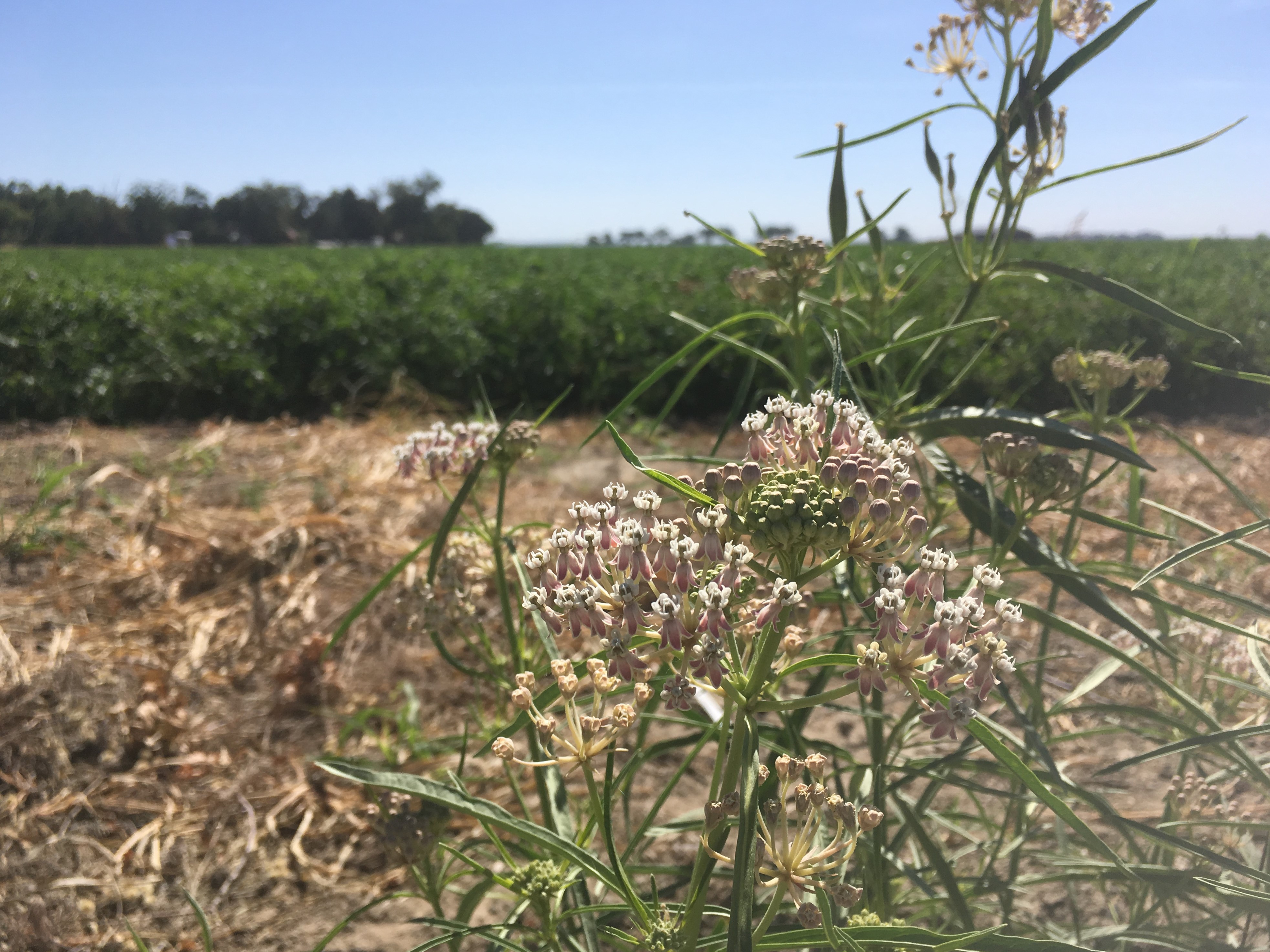Pale pink flowers of narrow-leaf milkweed growing beside a tomato field in California's Central Valley.