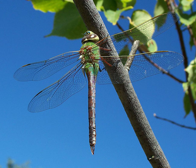 dragonfly