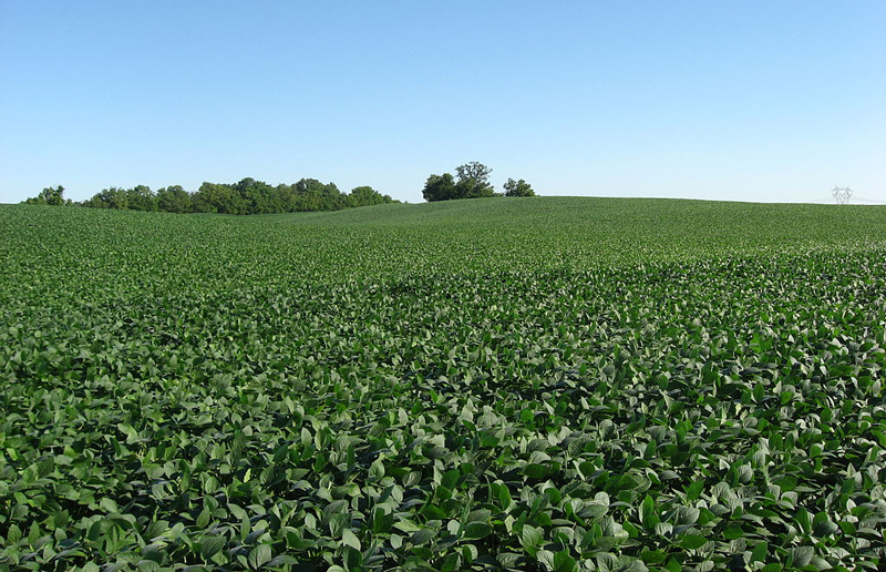 t has been estimated that up to 44% of soybean and 100% of corn seeds are coated with insecticides prophylactically. This means they are treated regardless of whether there is a pest of concern. Researchers at multiple universities and the U.S. Environmental Protection Agency agree there are few pest problems solved by applying systemic insecticides to the seeds of soybeans.