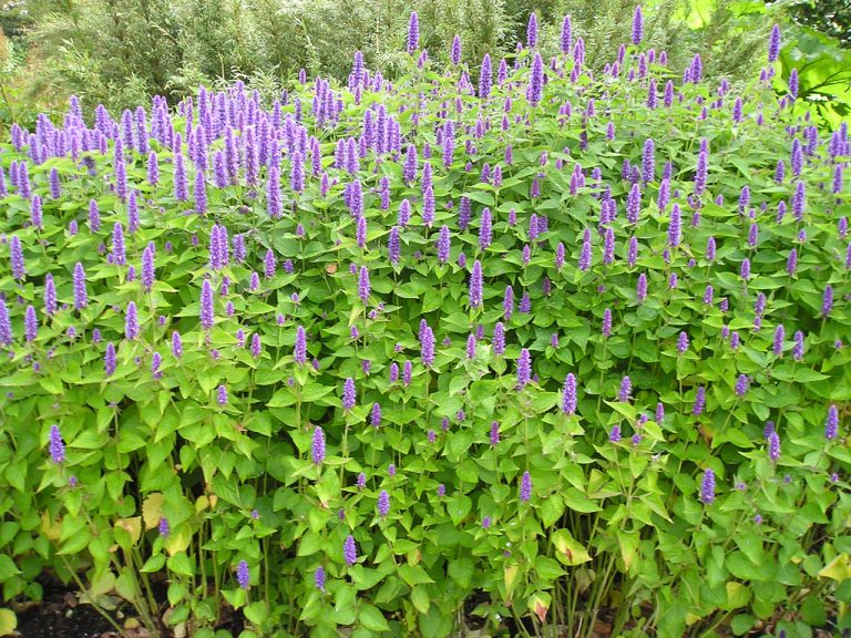 anise hyssop