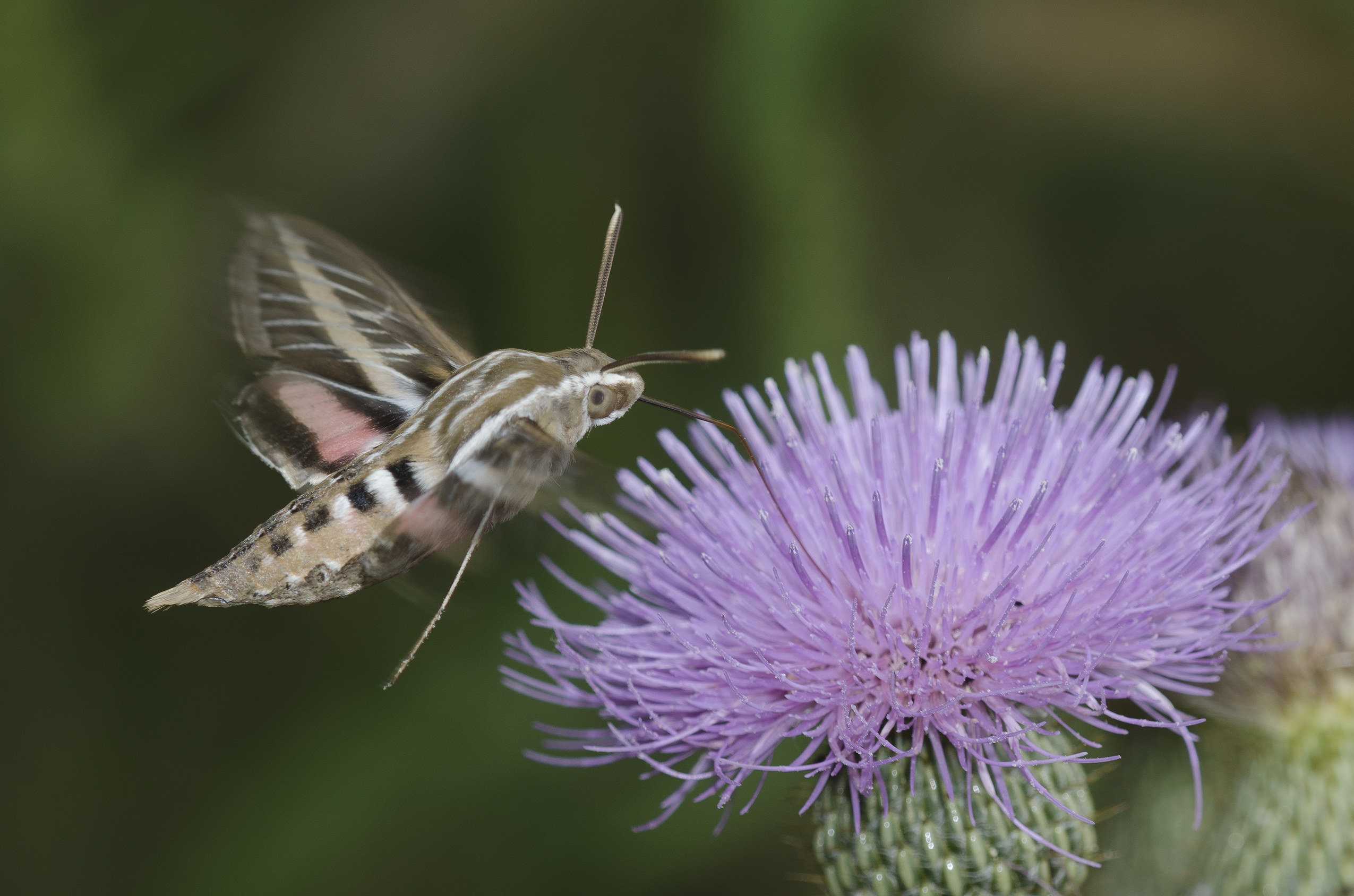 This white-lined sphinx moth hovering to drink nectar from a native thistle. 