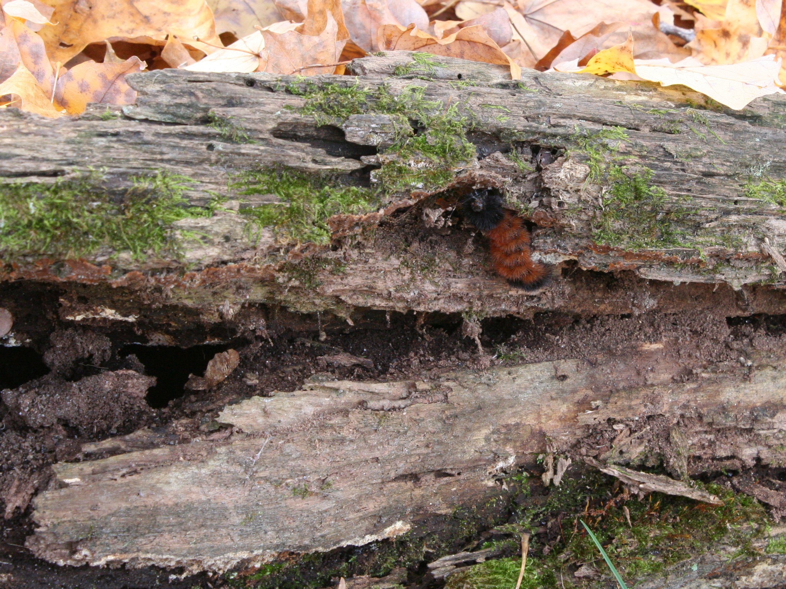 A fuzzy, orangish-brown and black striped caterpillar crawls along a decaying log with moss on it.