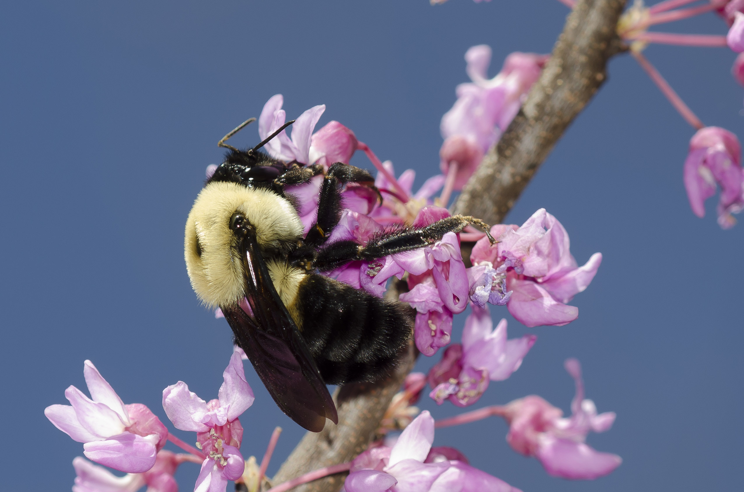 Brown-belted bumble bee nectaring on eastern redbud.