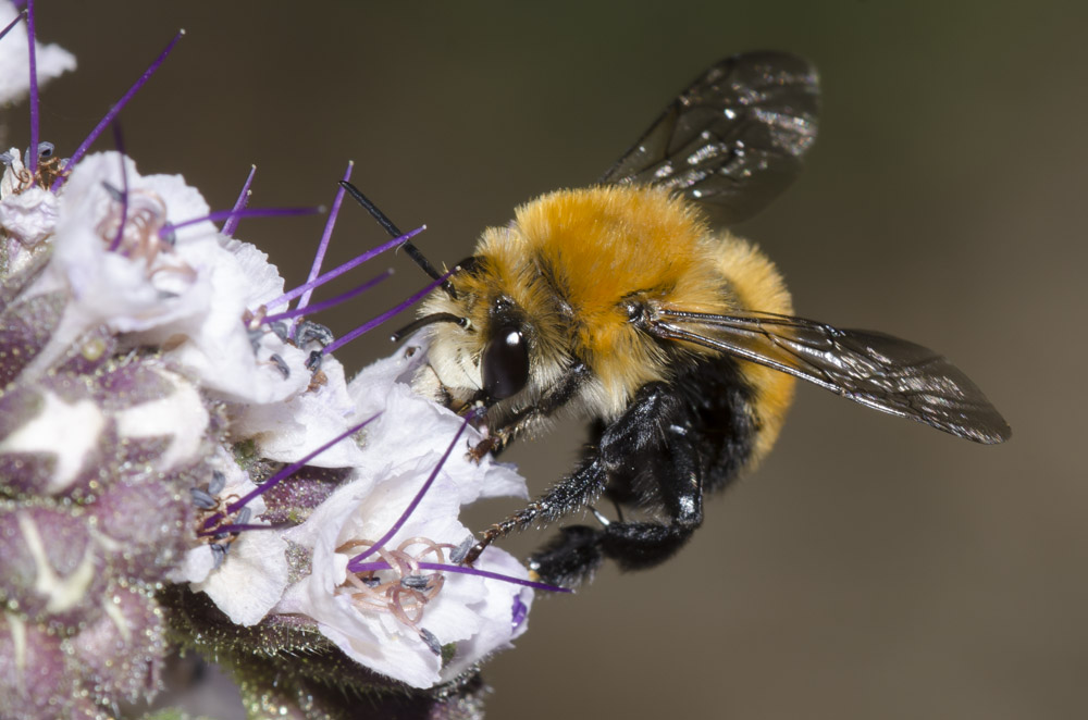A fuzzy, round-bodied, orange bee perches on a pale purple flower.