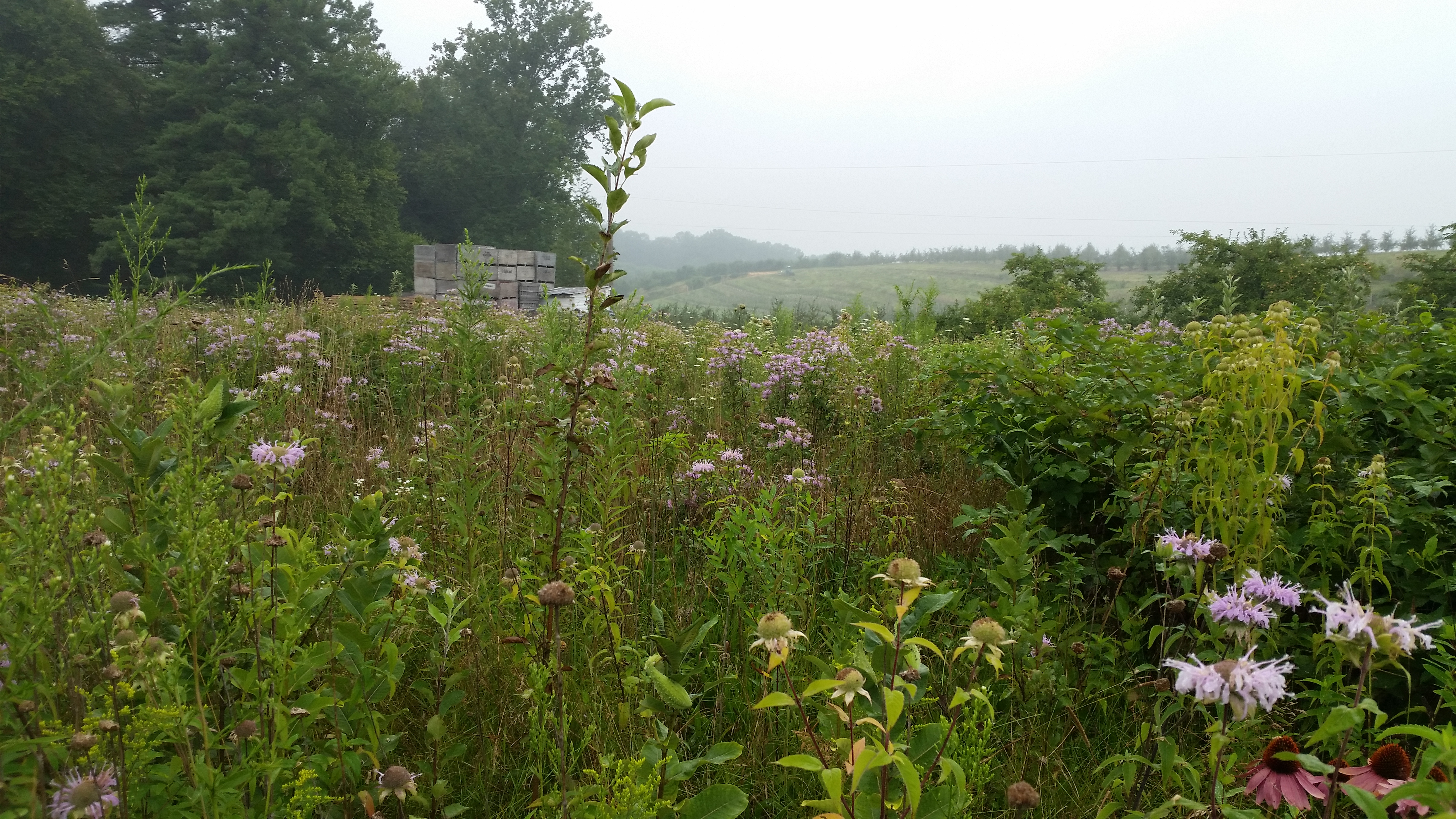 A landscape of upright flowers borders a tree-filled area. Bee boxes are in the distance.