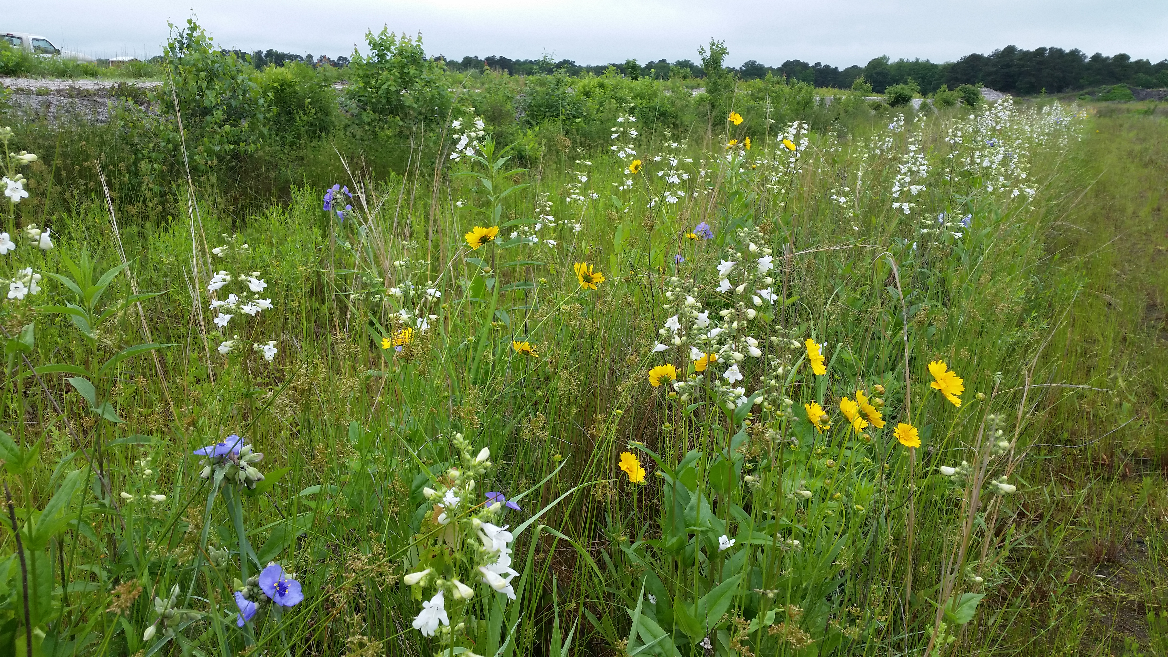 A colorful assortment of blossoms pepper a verdant landscape.