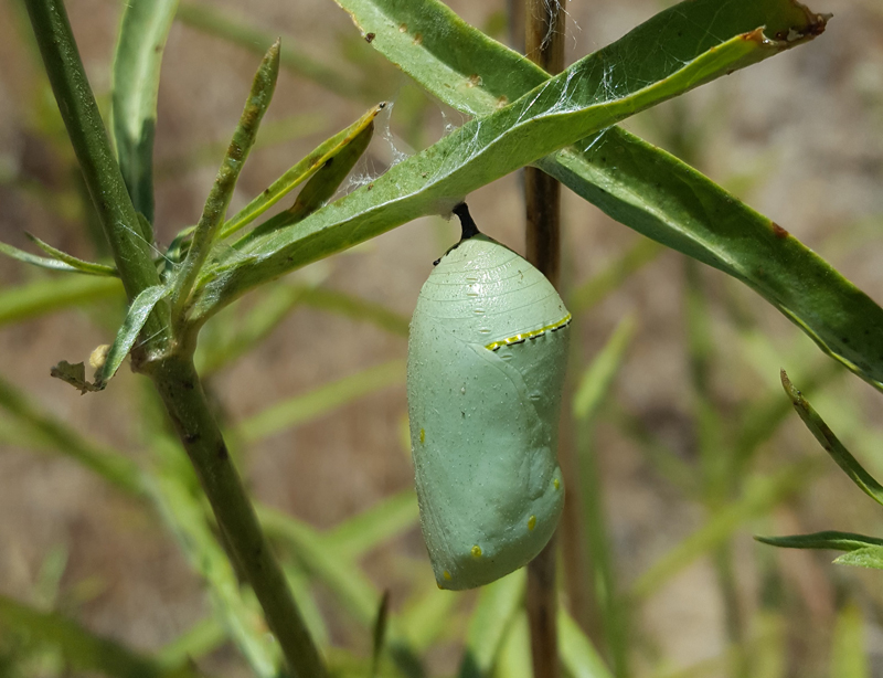 monarch chrysalis
