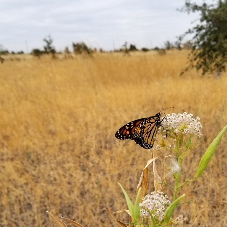 A western monarch rests on a white flower amid a dry, grassy field.