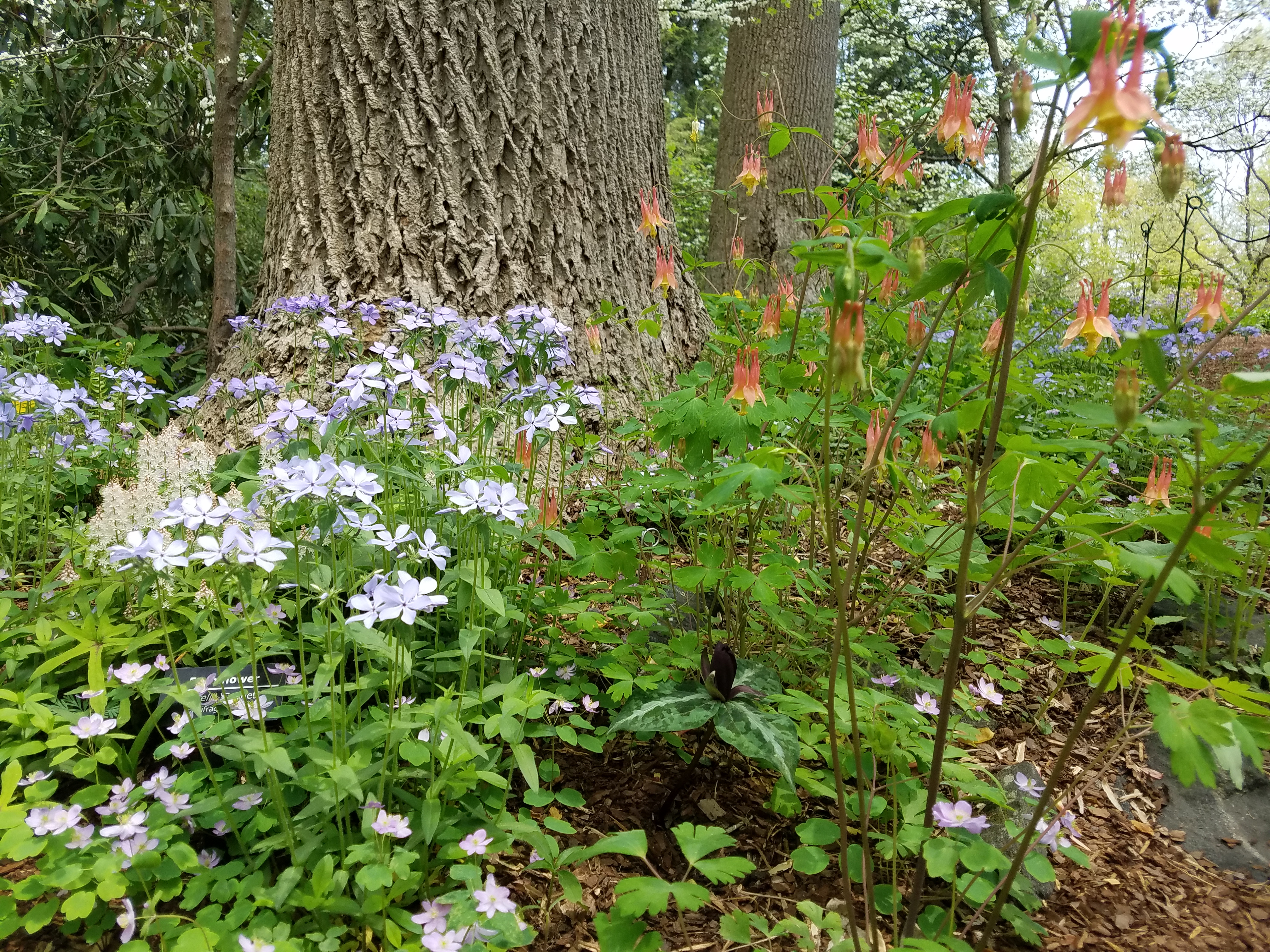 Orange and purple spring wildflowers bloom at the base of a tree.