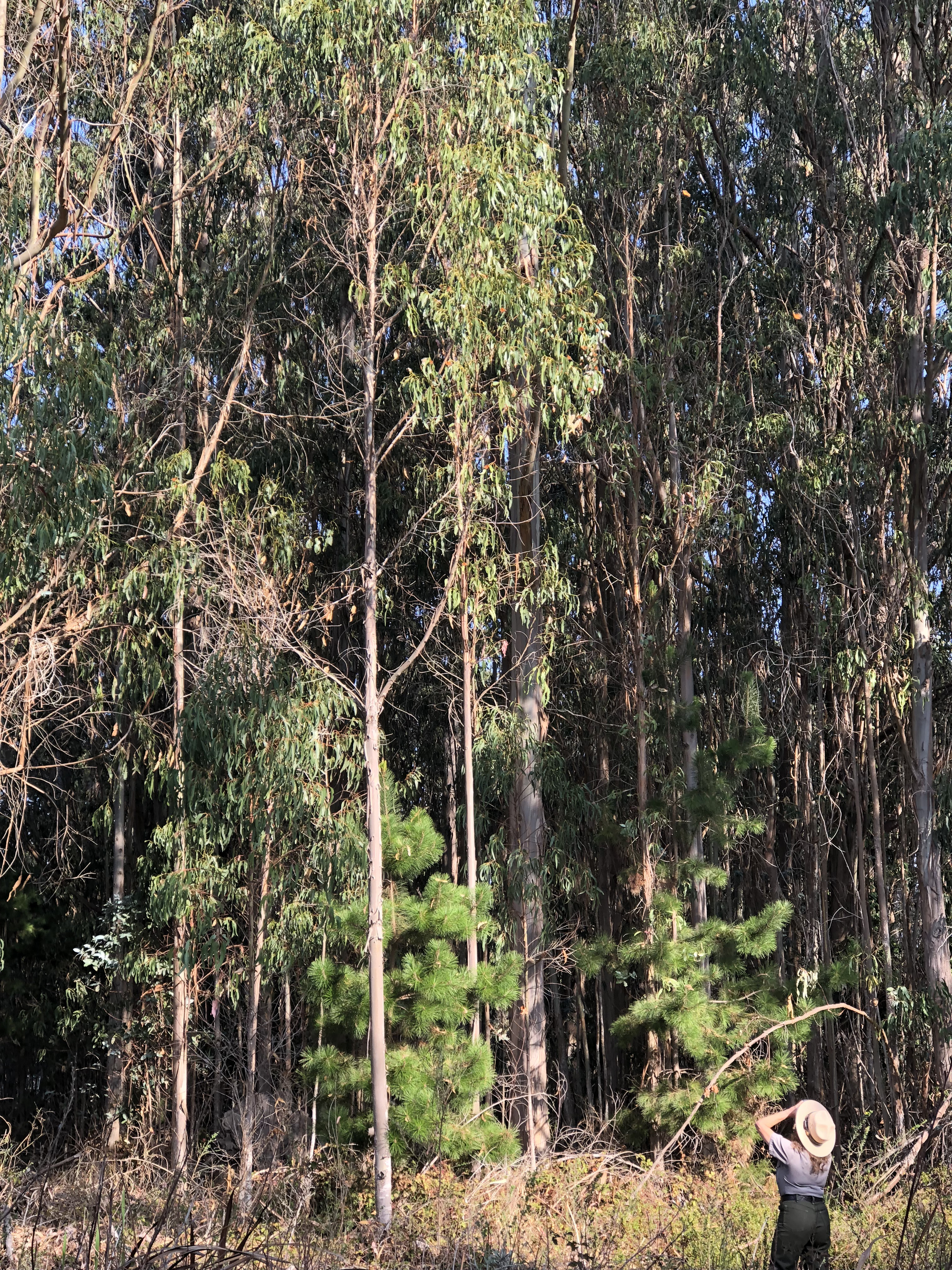 A woman in a ranger uniform looks upward at tall trees, scanning for monarchs.