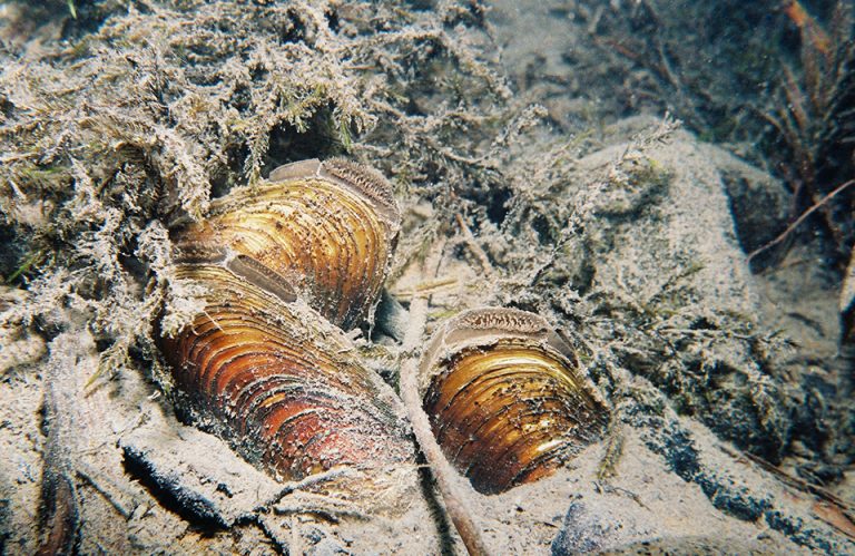 floater mussels